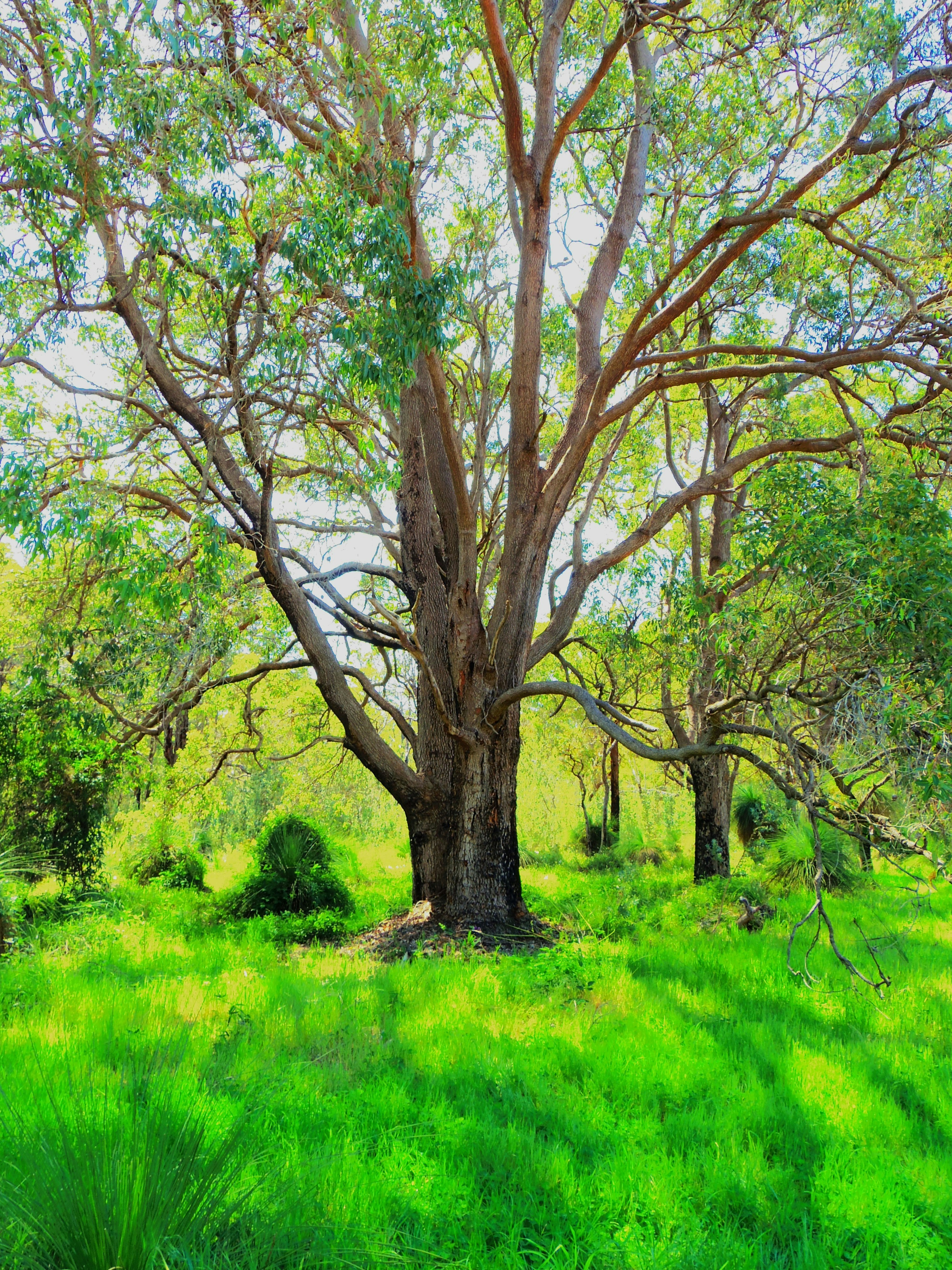 A large eucalyptus tree with spreading branches in a sunlit grassy woodland