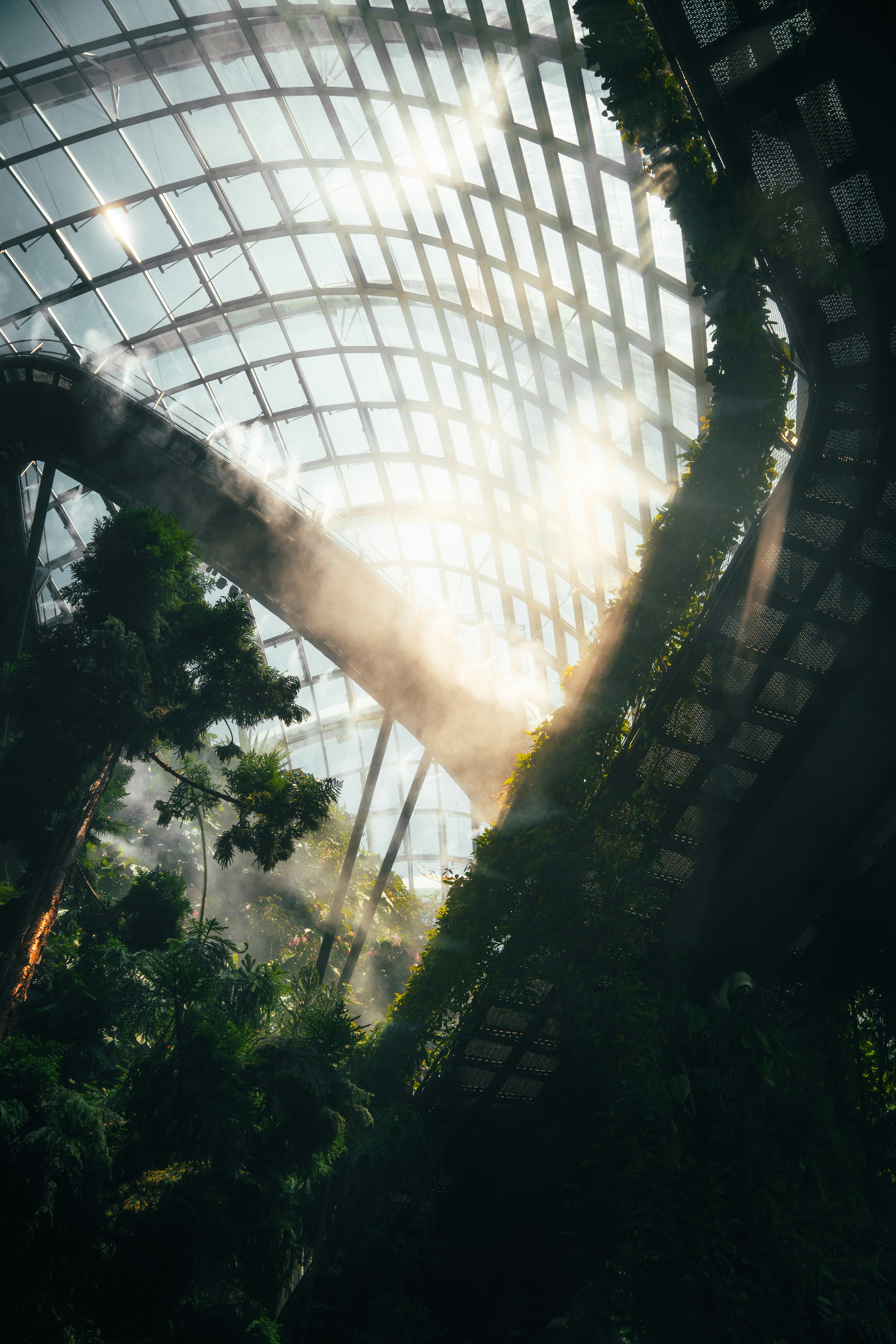 Sunlight streaming through the glass roof of a lush indoor botanical garden