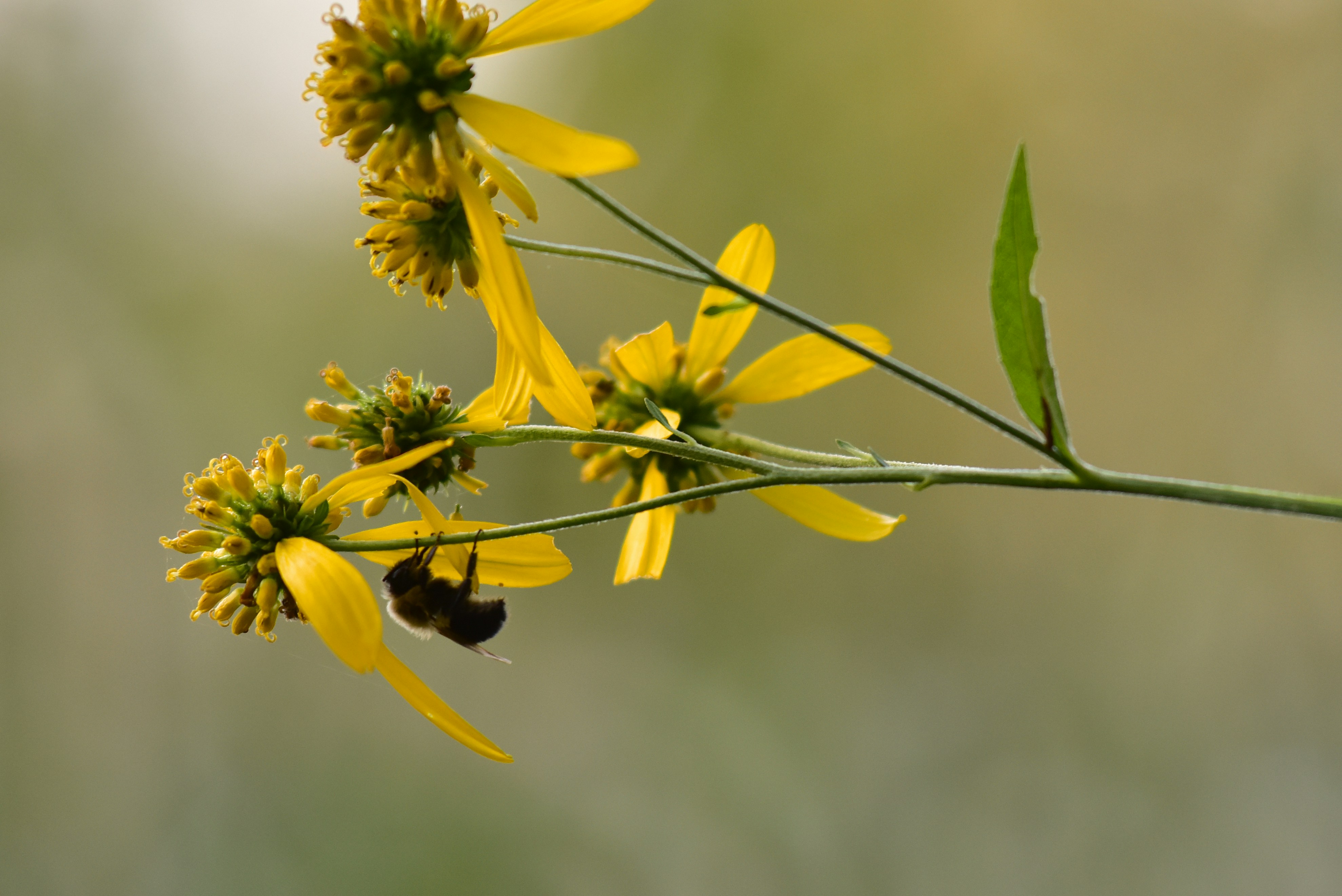 Uma abelha felpuda agarrada a uma flor amarela brilhante em um caule verde