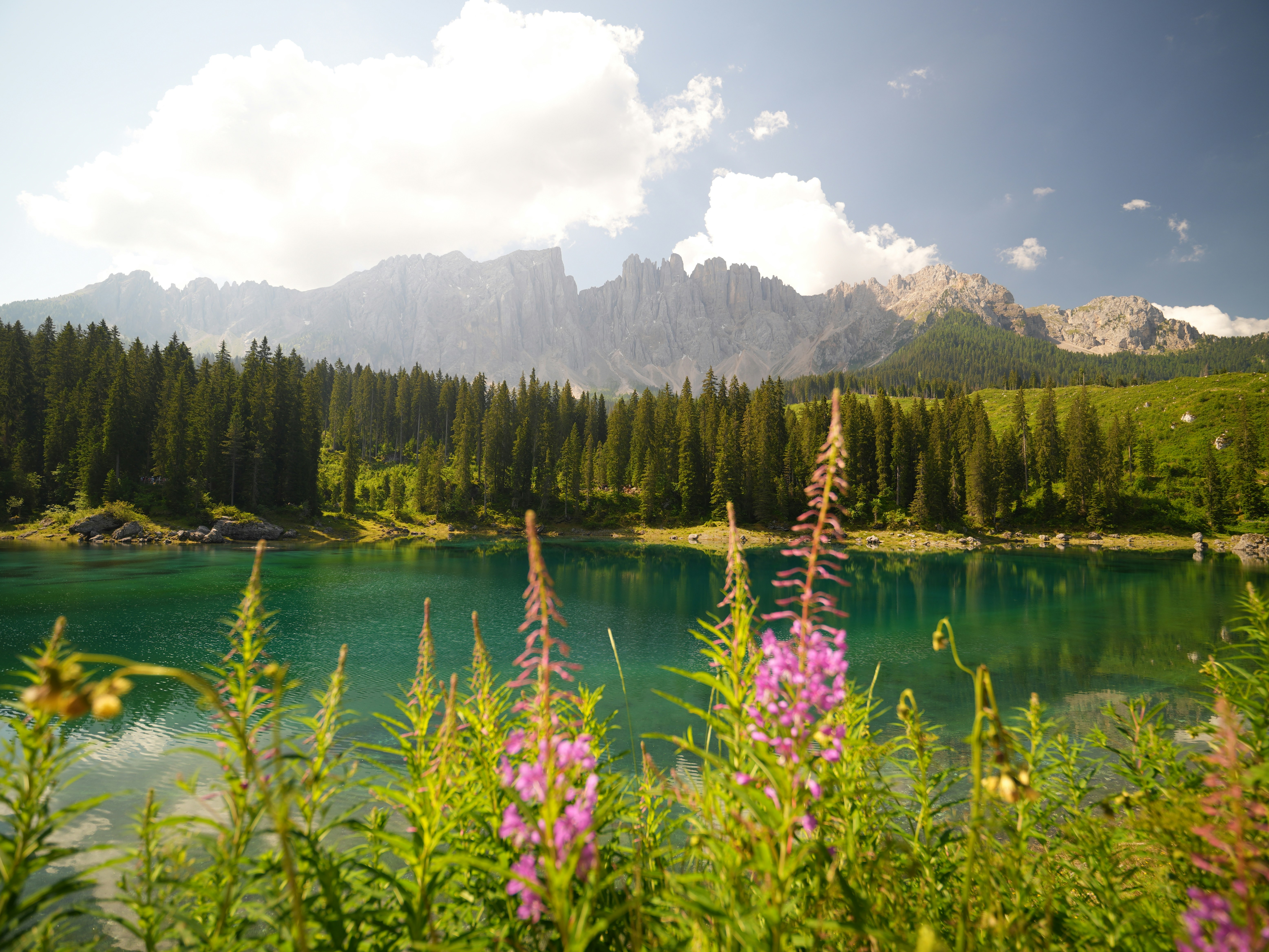 Pink wildflowers in the foreground of a turquoise lake and jagged mountain peaks