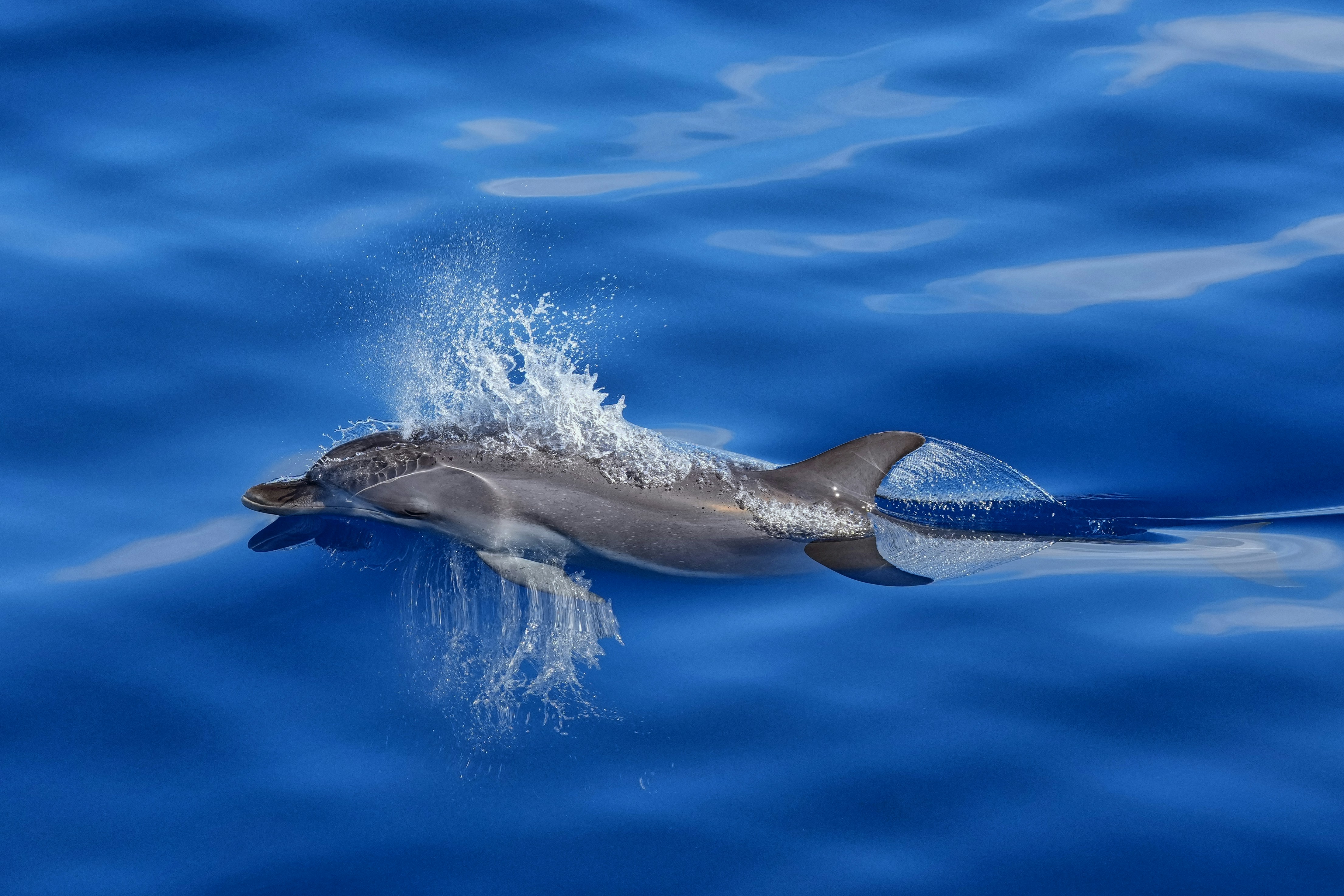 Un delfino che emerge dall'acqua blu intensa con uno splash