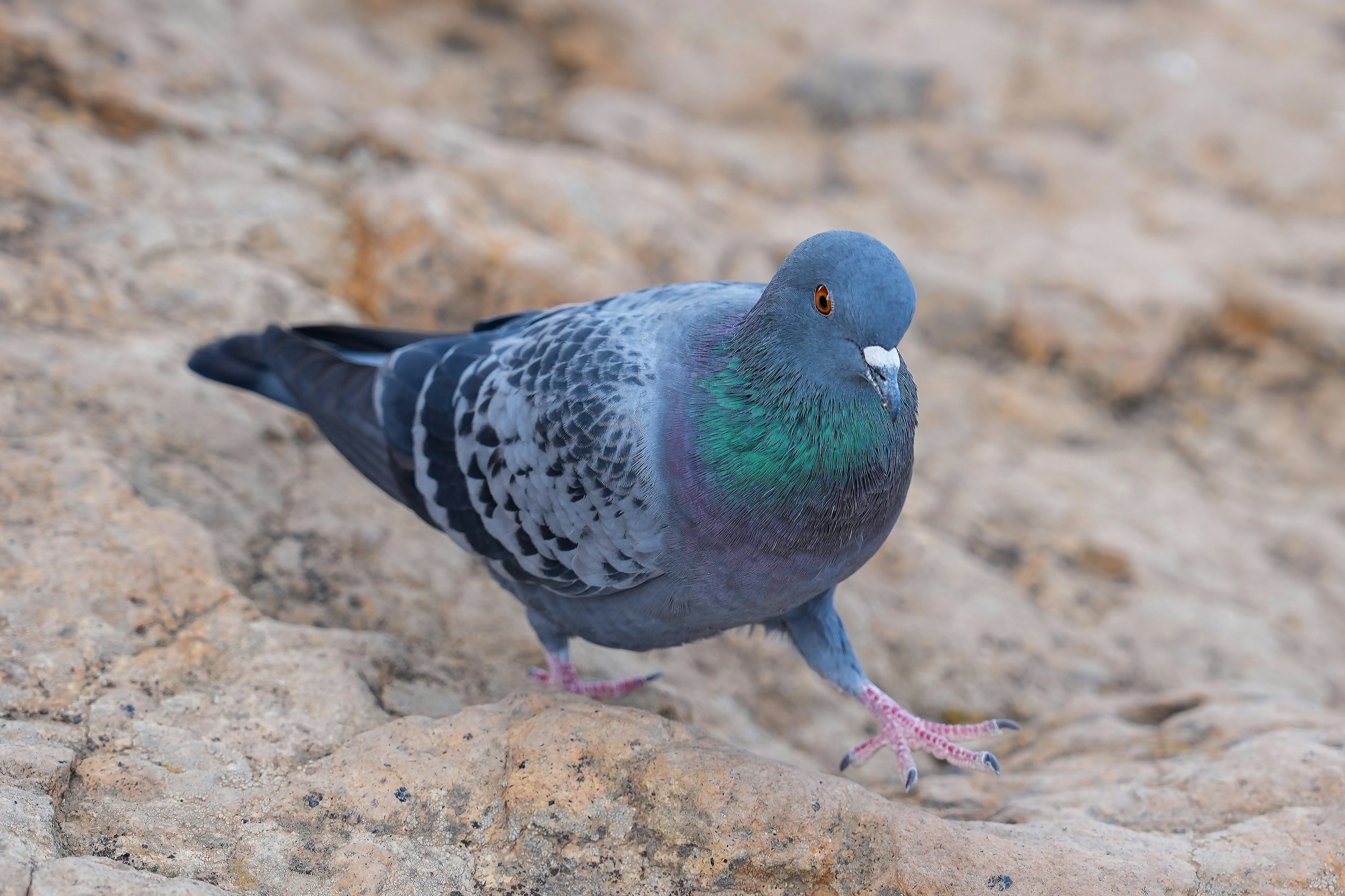 Una tortora con piume di collo verde iridescente che cammina su una superficie di pietra testurizzata