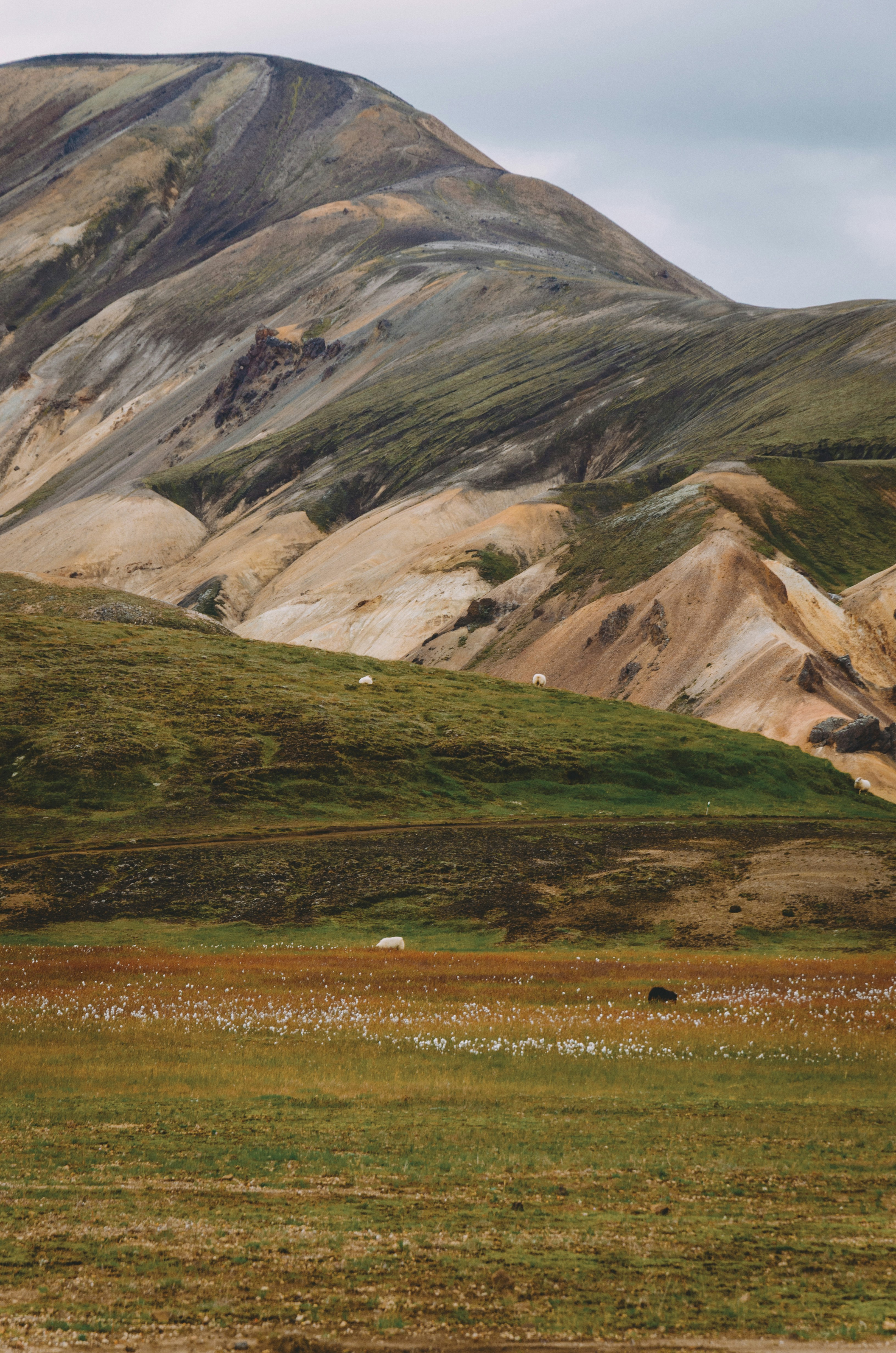 Sheep grazing on a green hillside below colorful rhyolite mountains in Iceland