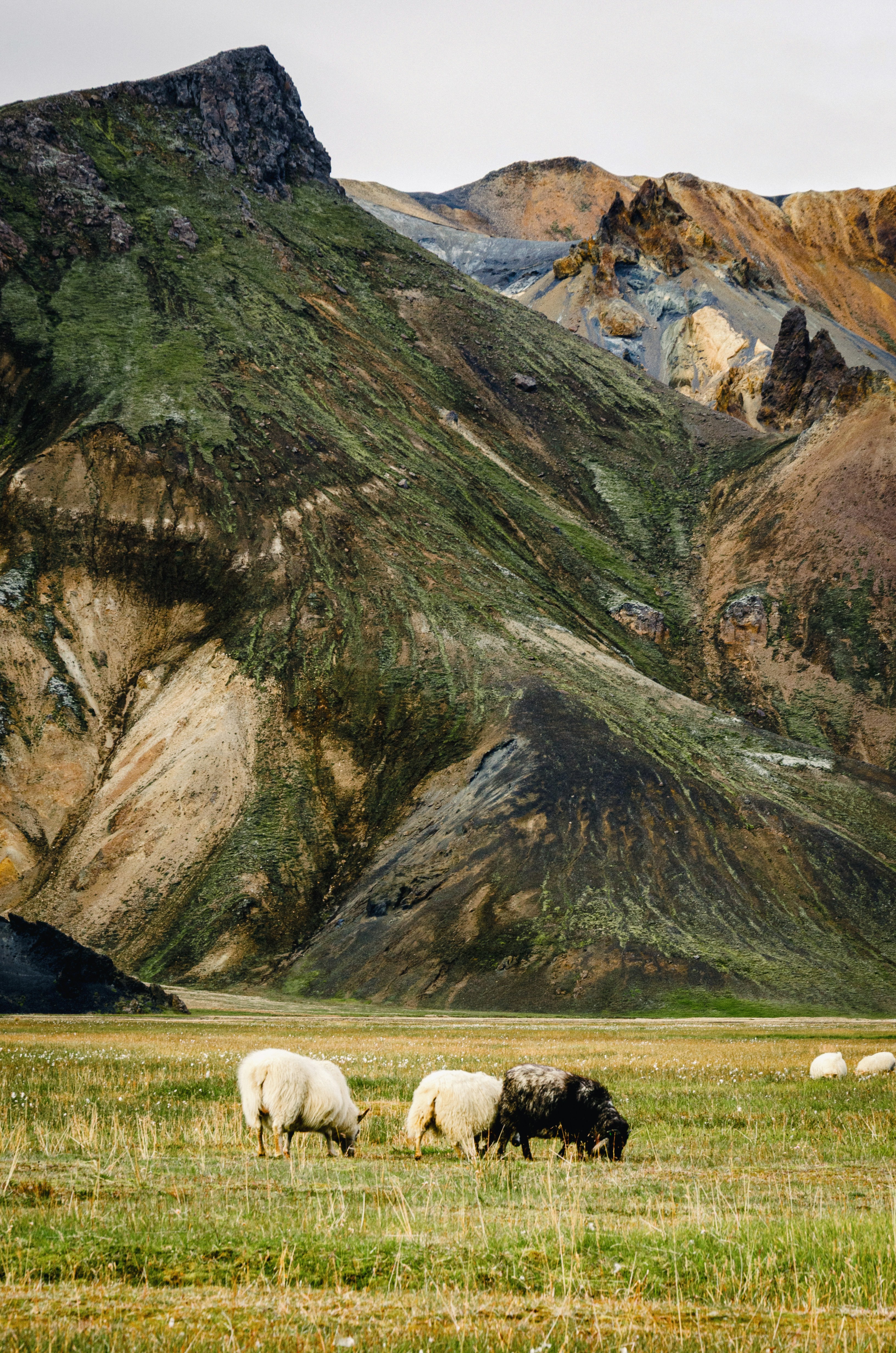 Sheep grazing in a grassy field below steep, mossy volcanic mountains