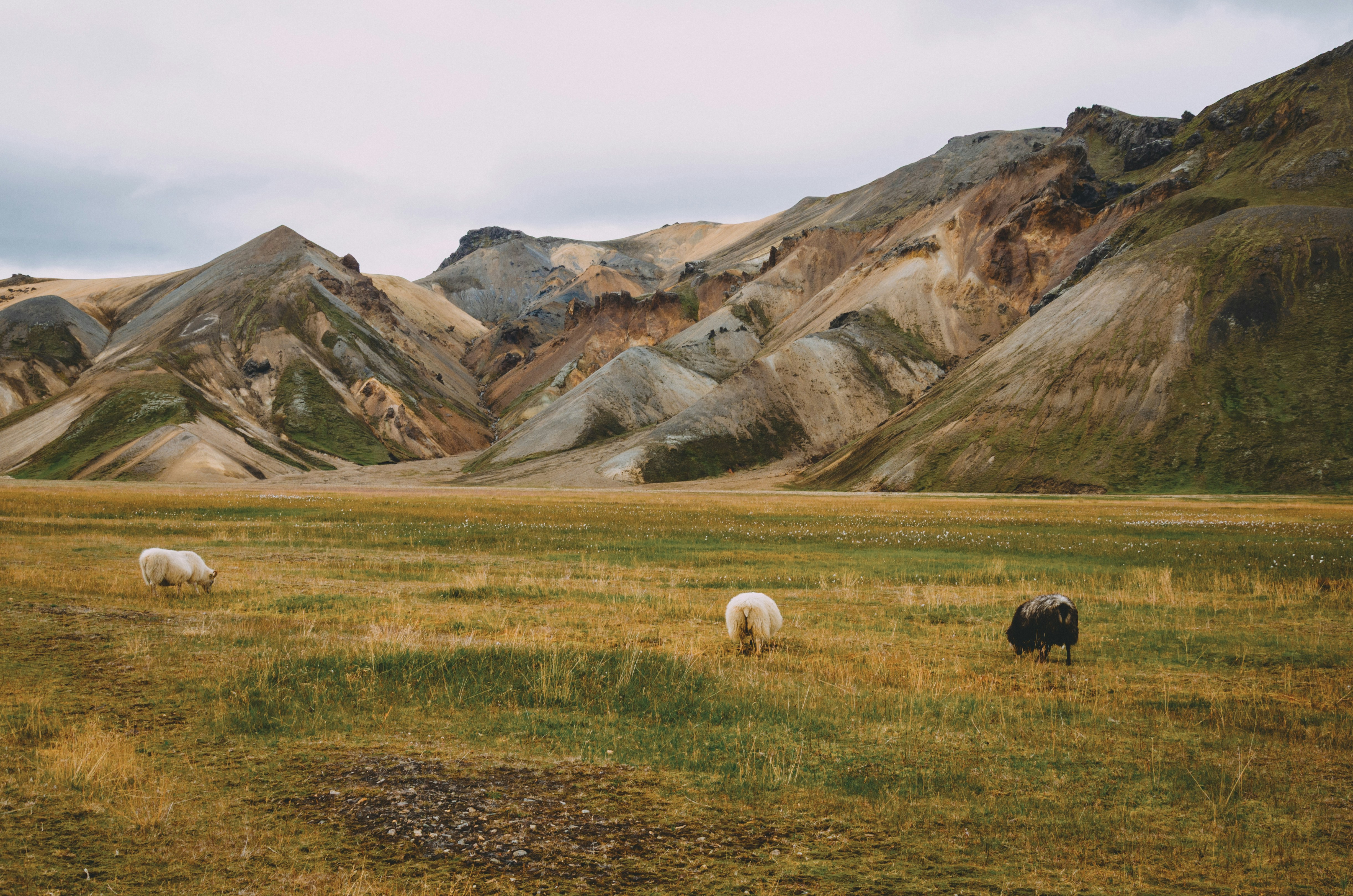 Three sheep grazing in a grassy valley beneath colorful volcanic mountains
