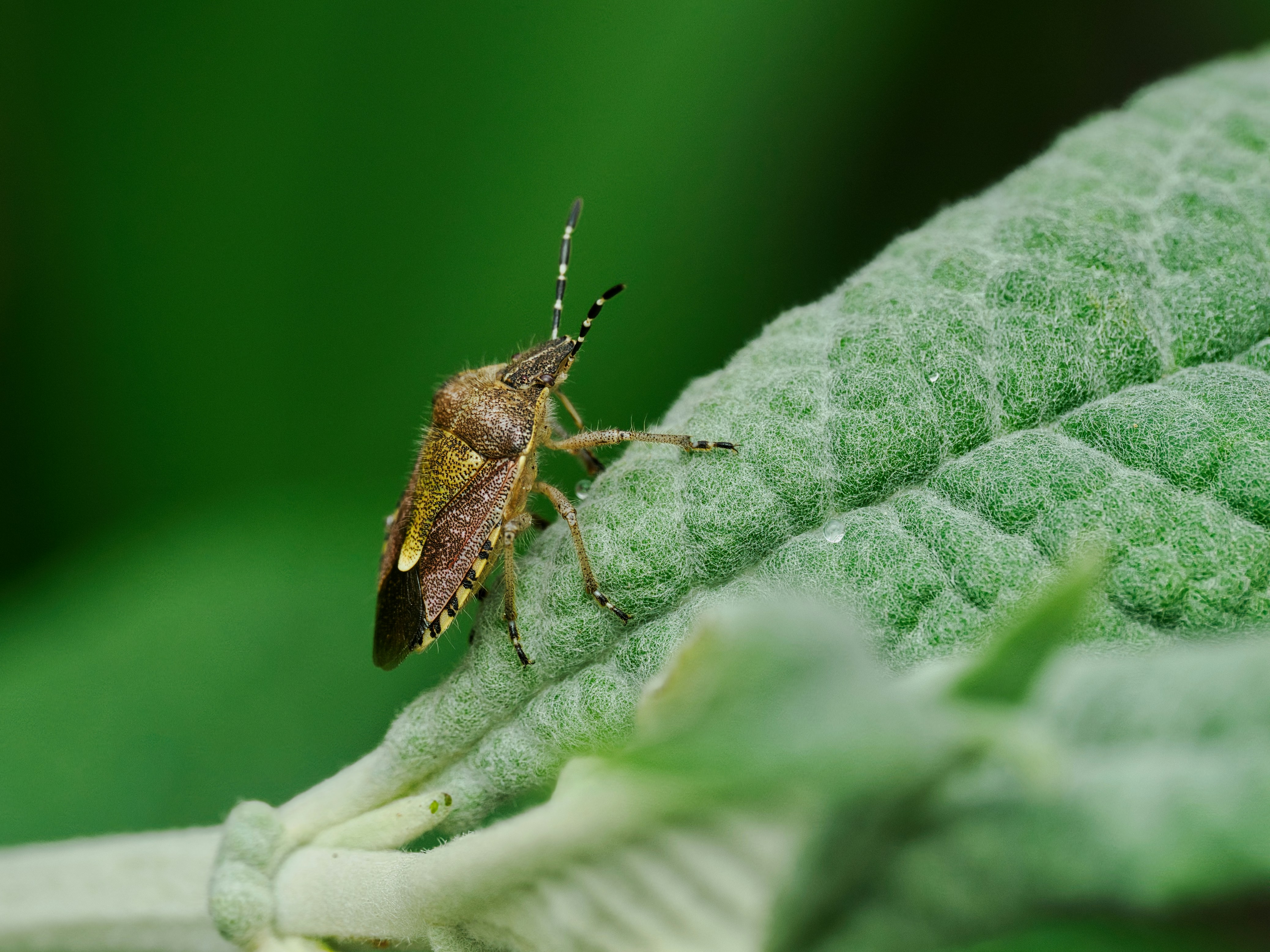 Punaise brune aux antennes annelées de noir et de blanc posée sur une feuille duveteuse, une espèce indigène proche