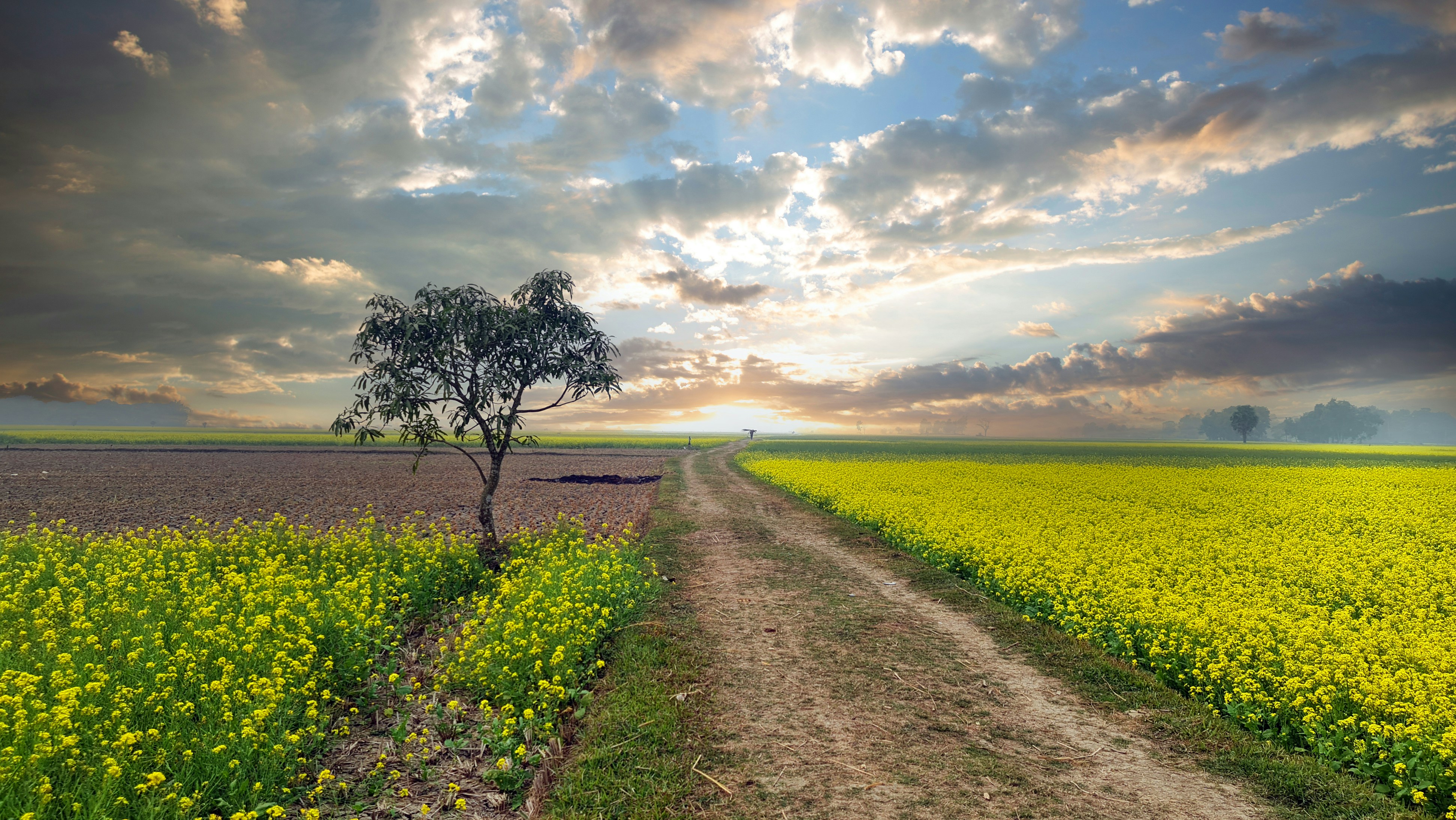Um caminho de terra por campos de mostarda amarela sob um céu nublado com sol baixo