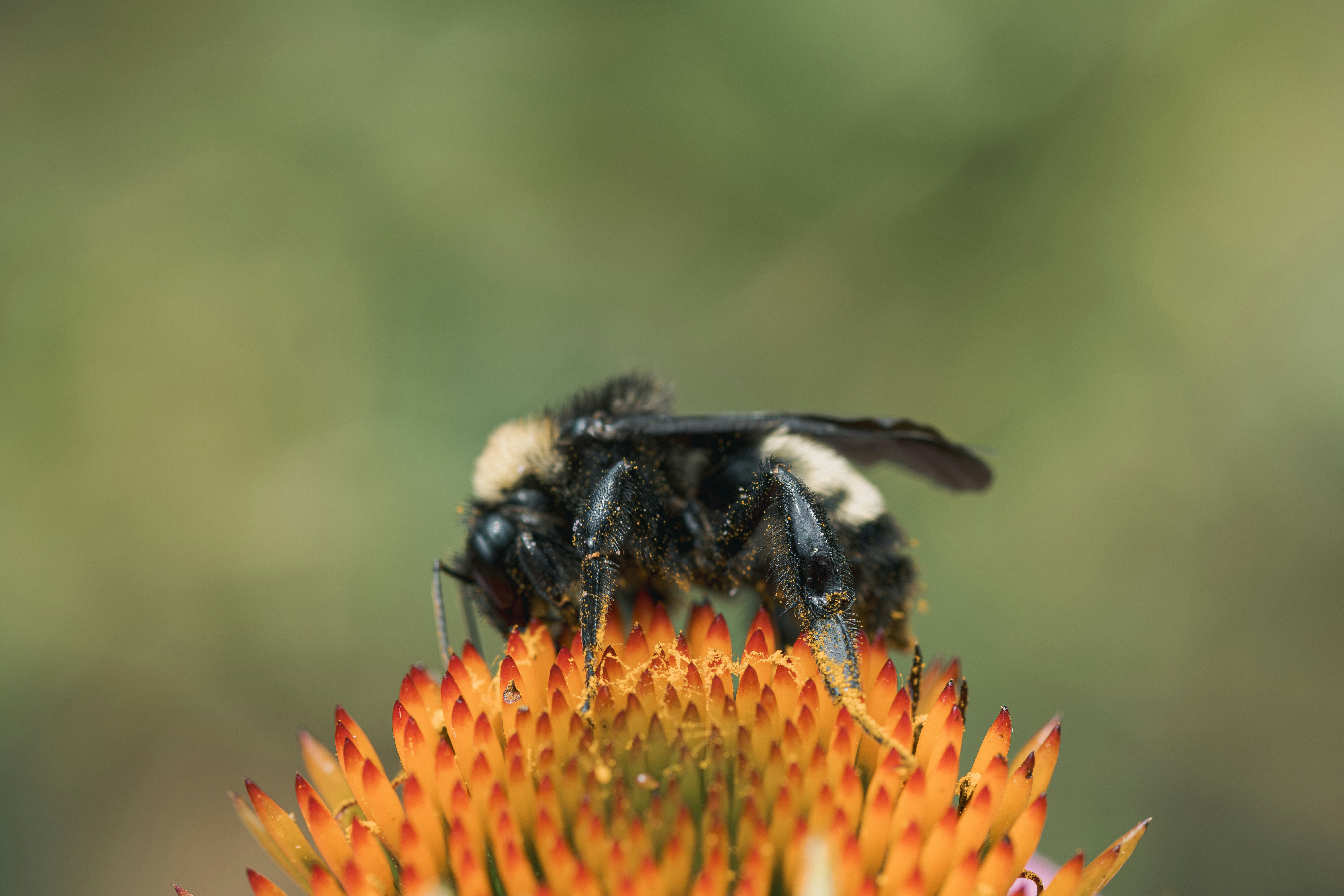 Bumblebee on orange coneflower - Free Photo on Unsplash