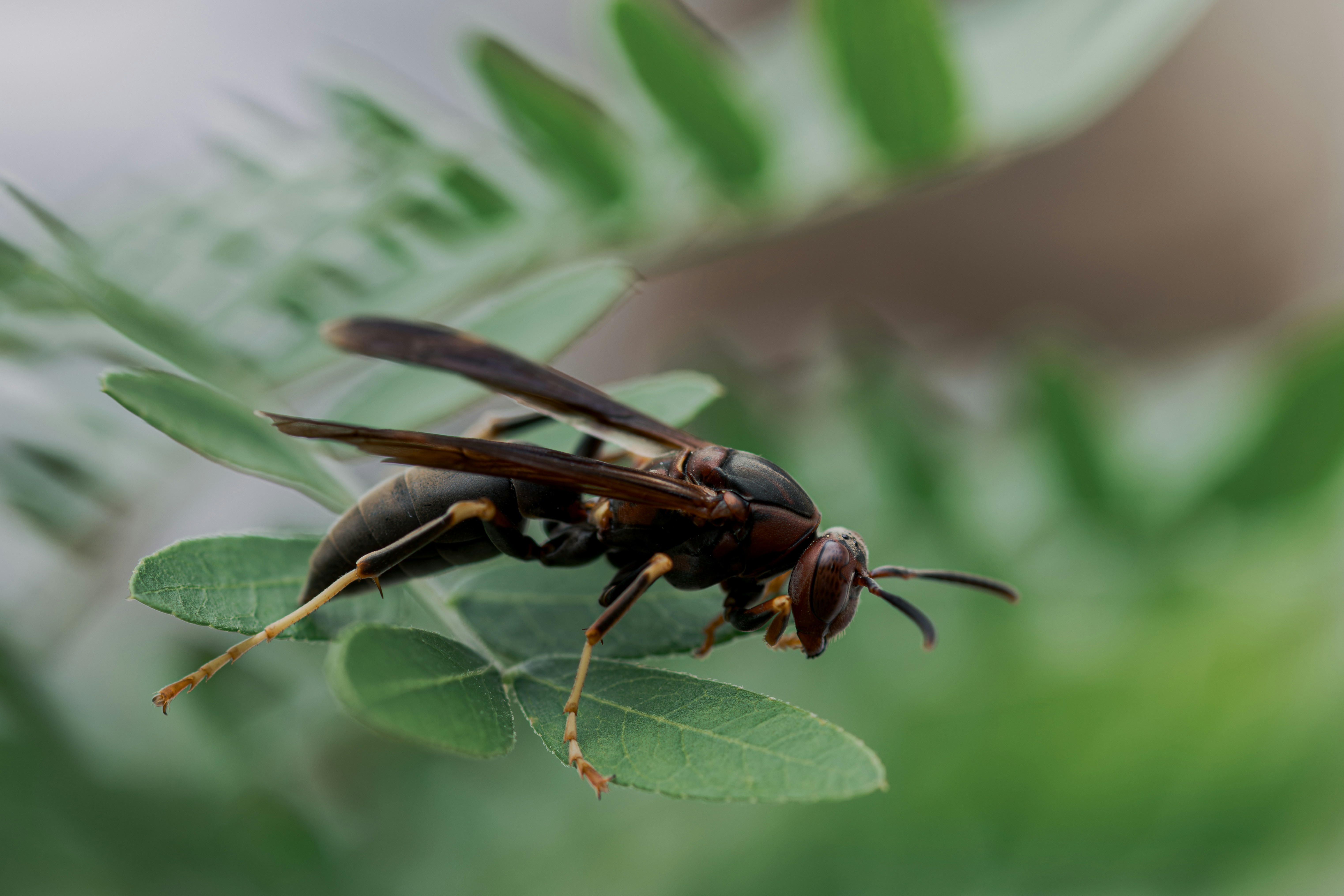 Paper wasp on green leaf - Free Photo on Unsplash