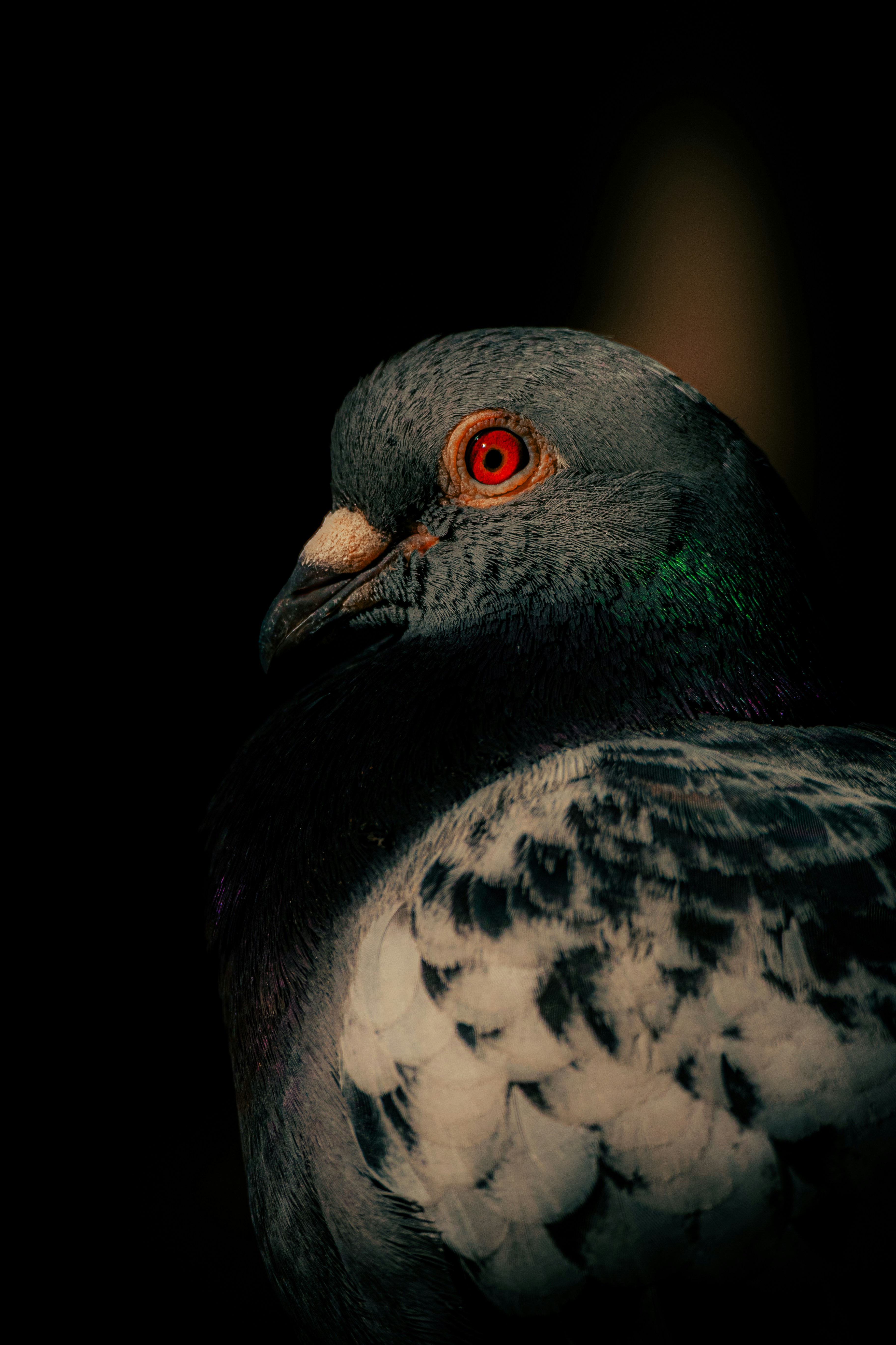 Pigeon with red eye and iridescence - Free Photo on Unsplash