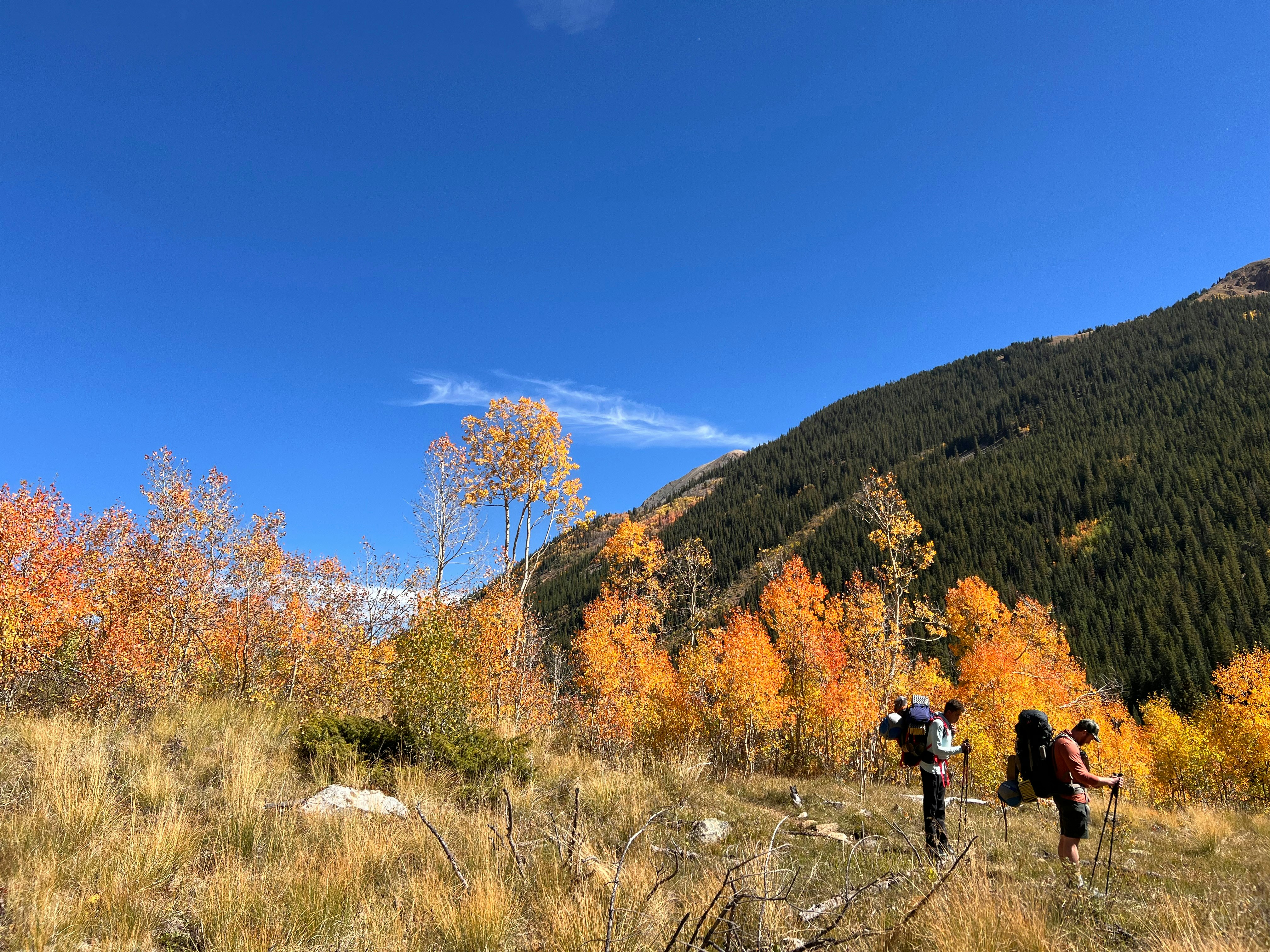 Two backpackers hiking through a forest of golden autumn trees under a clear sky