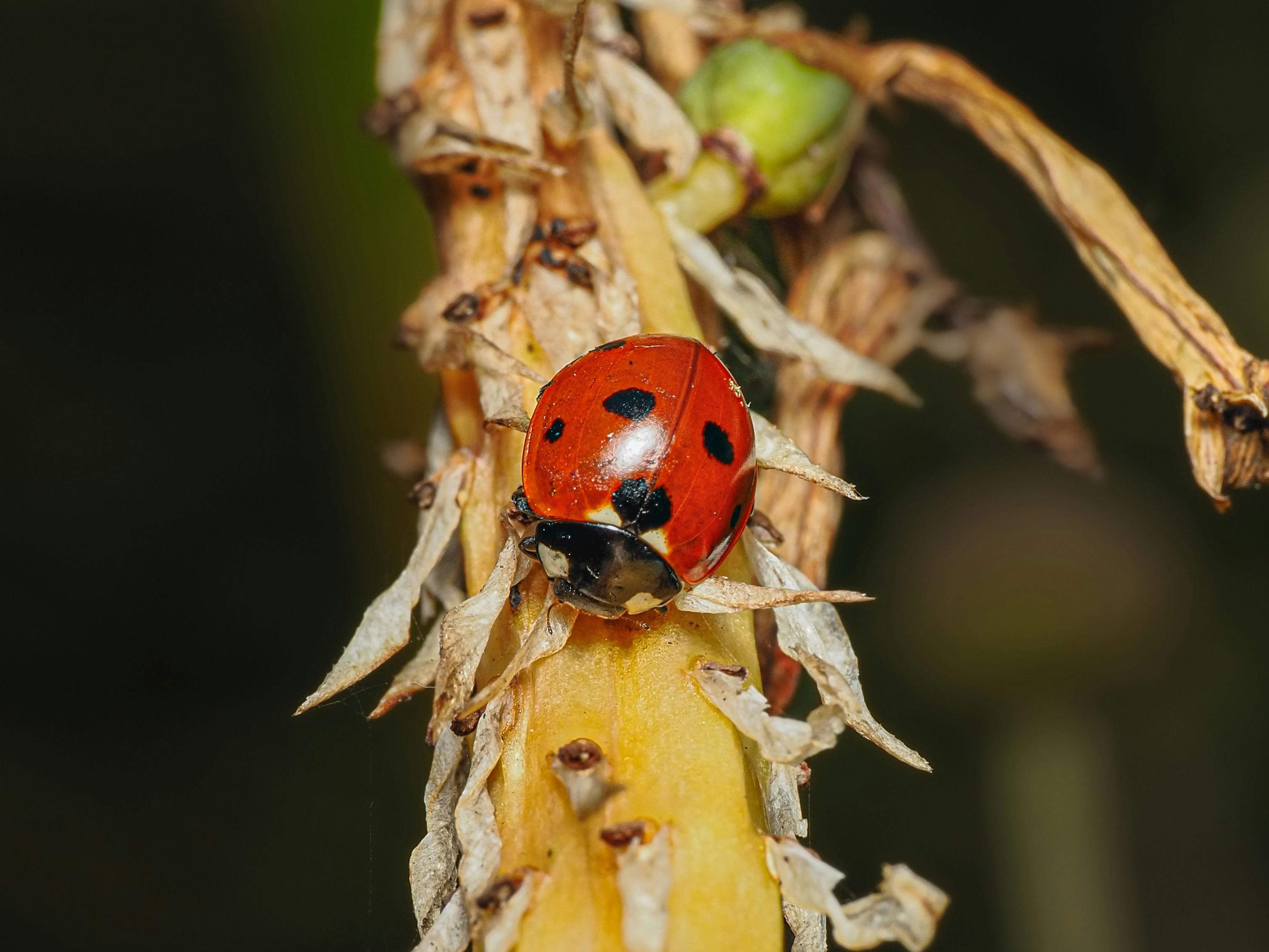 Une coccinelle rouge avec des taches noires sur une tige jaune sèche