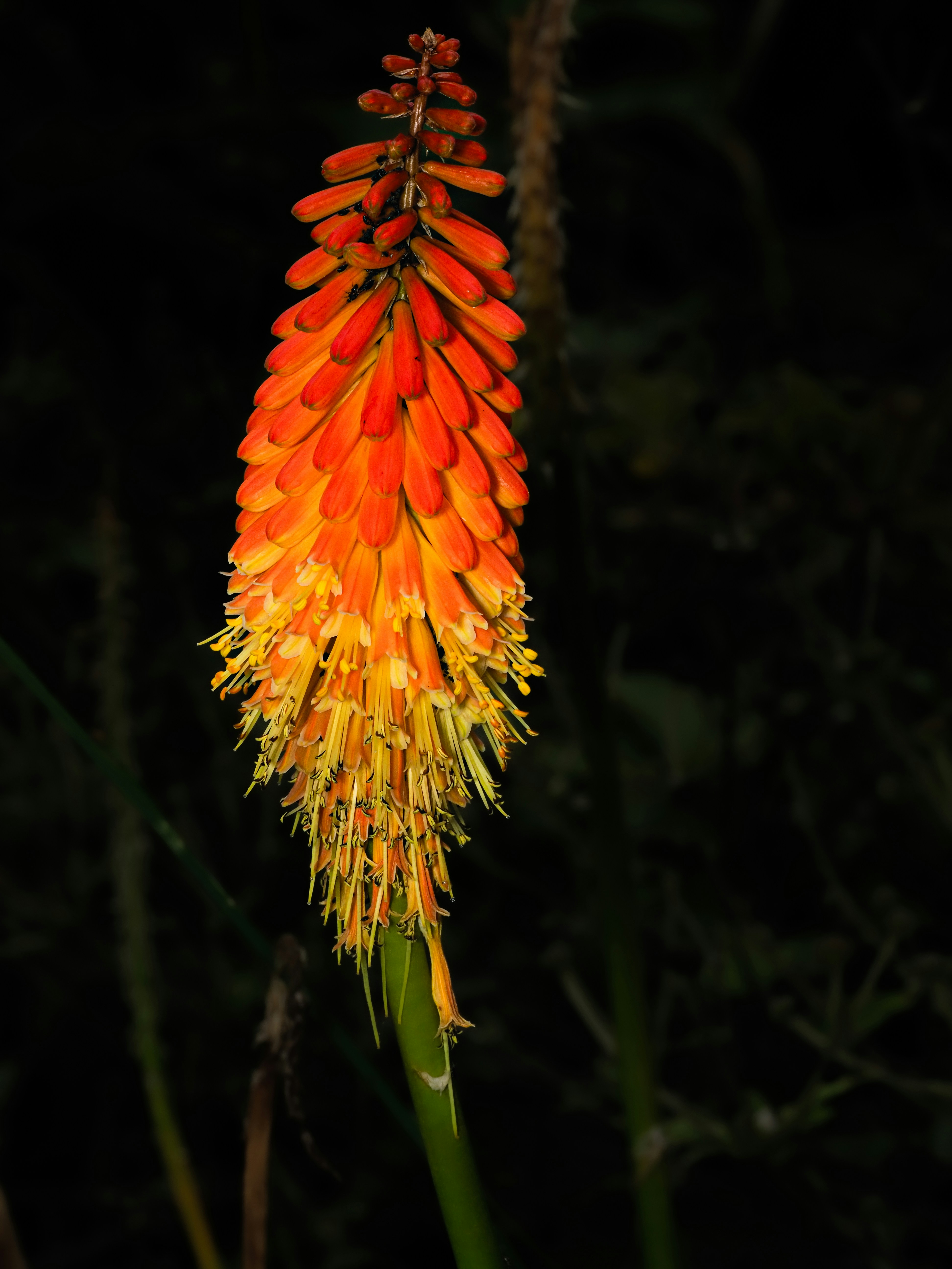 Une fleur de lys torch rouge et jaune vibrante sur fond sombre