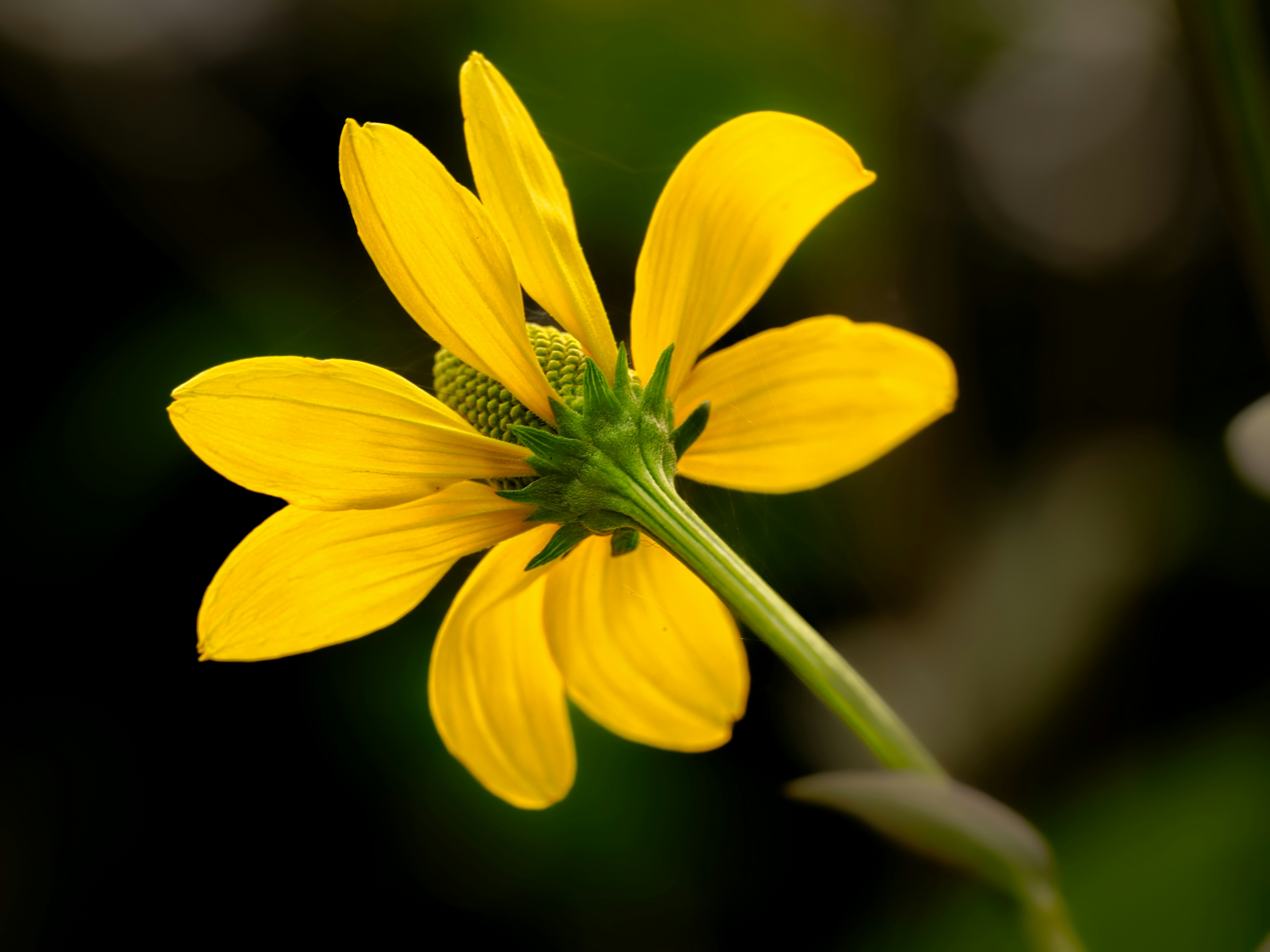 Une échinacée jaune vue de dos sur un fond sombre et flou