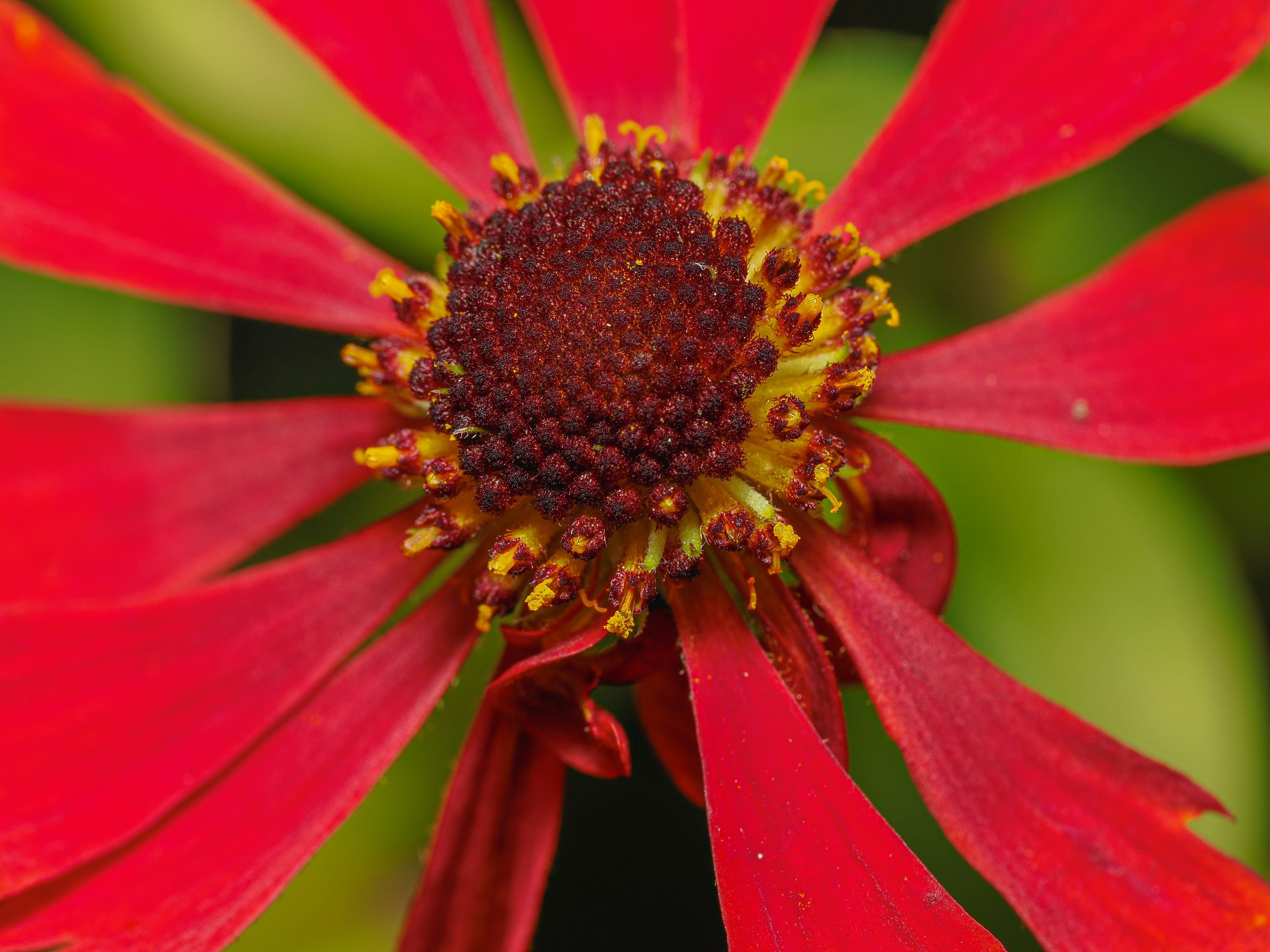Une vue macro d’une fleur de zinnia rouge au centre à texture foncée