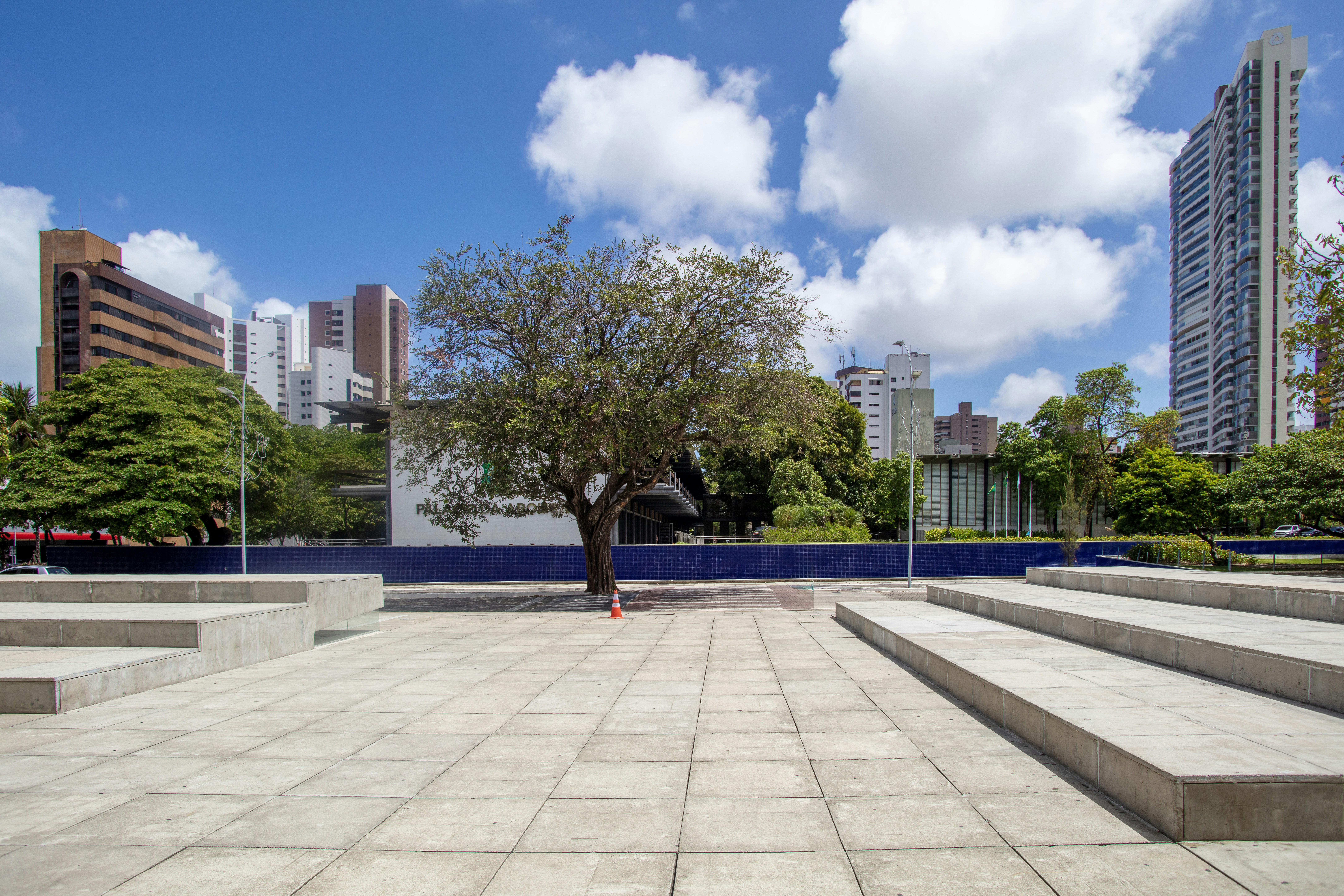 A large tree in a concrete plaza with modern buildings in the background