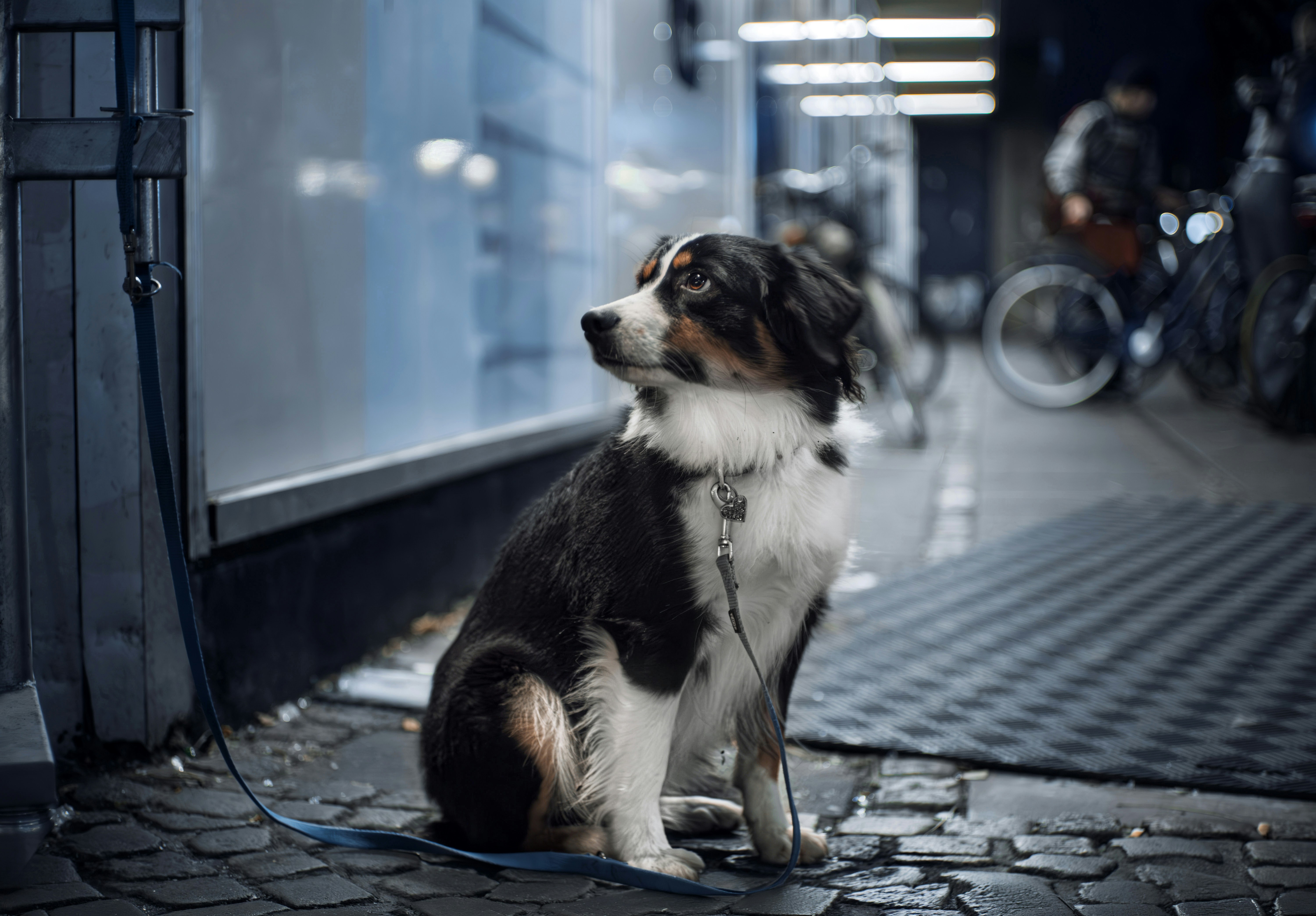 Un cane pastore australiano al guinzaglio che aspetta in una strada ciottolata ad Aarhus