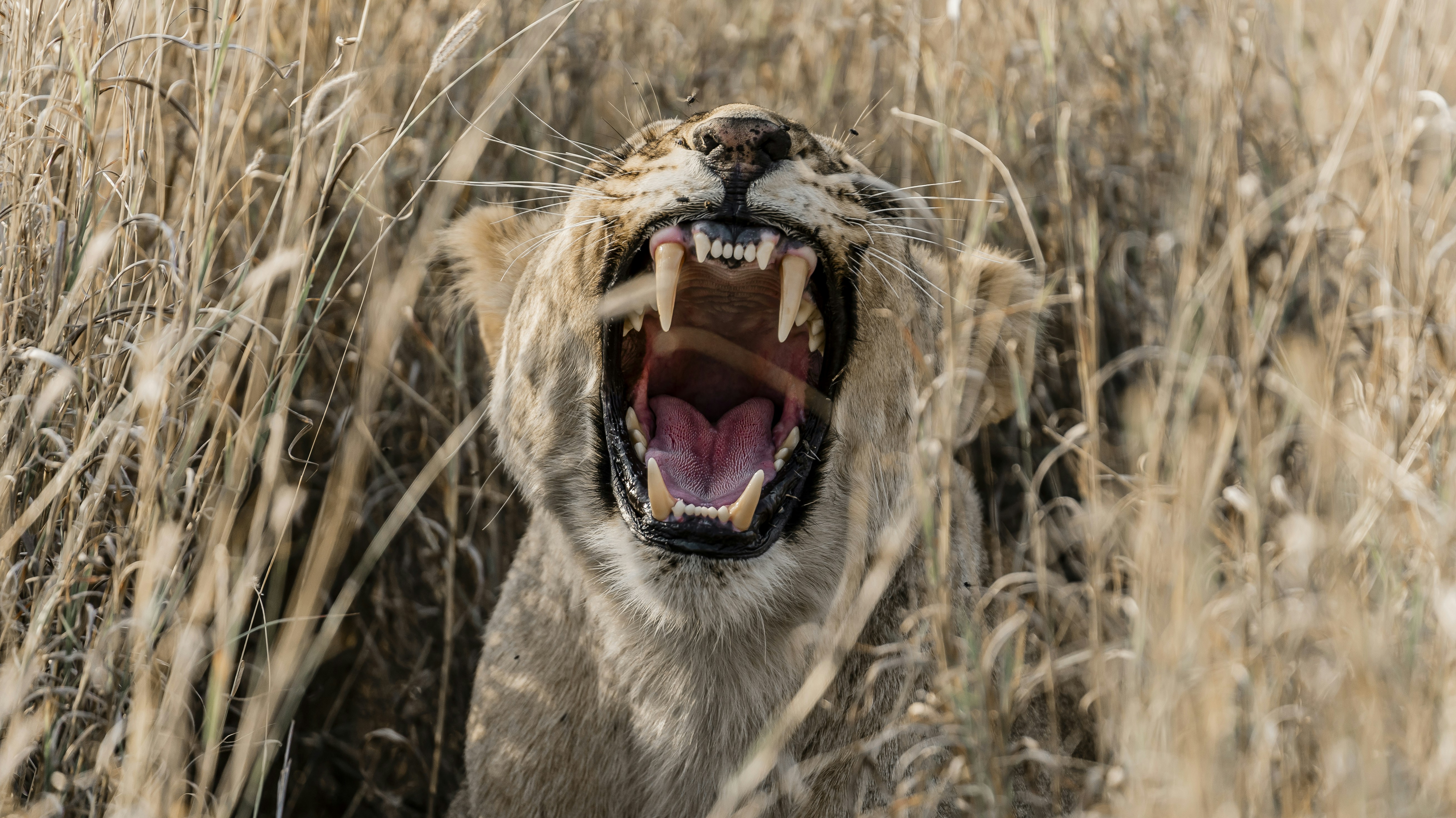 A lion with its mouth wide open in tall dry grass
