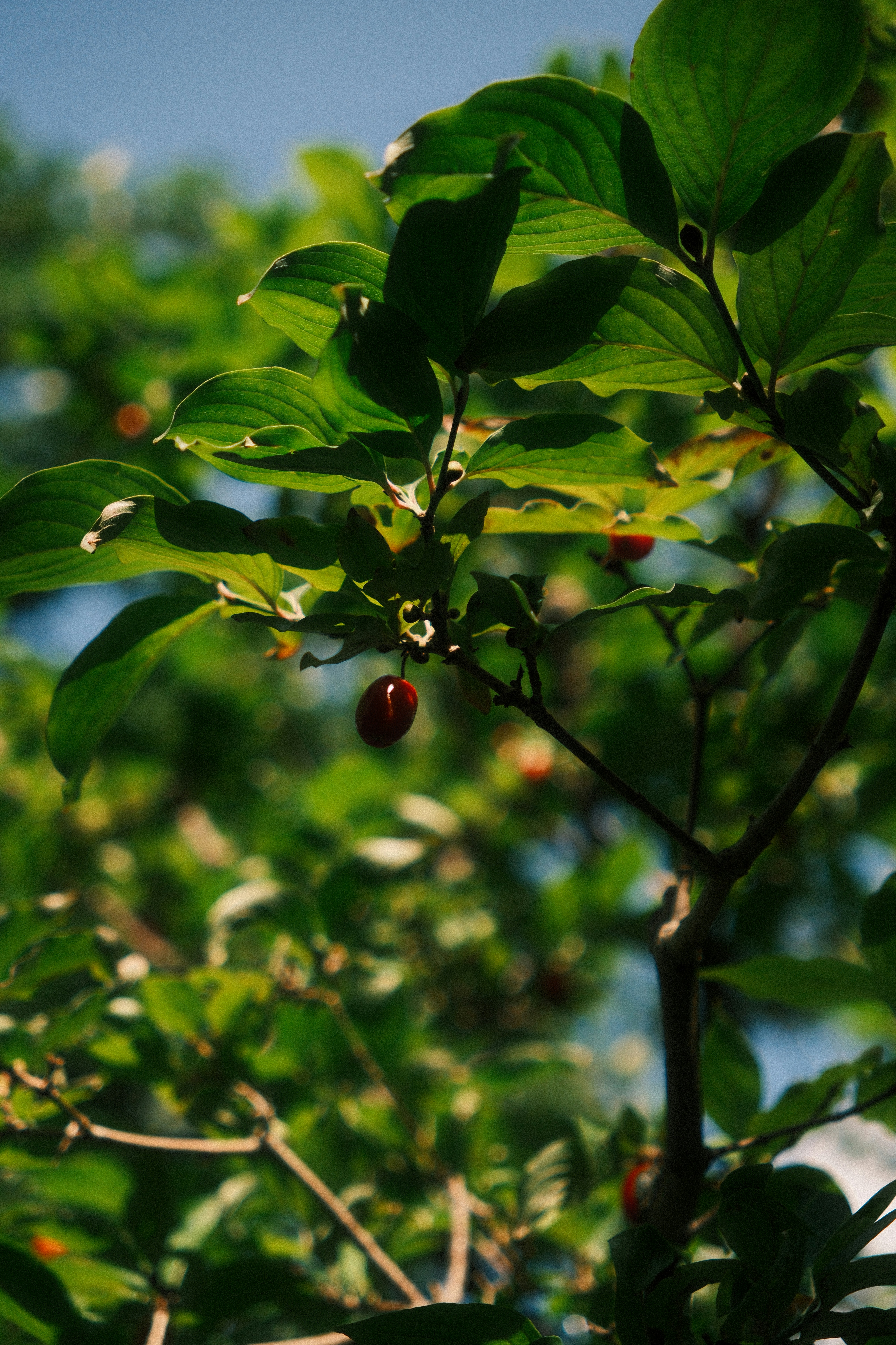 A single red berry hanging from a branch with green leaves