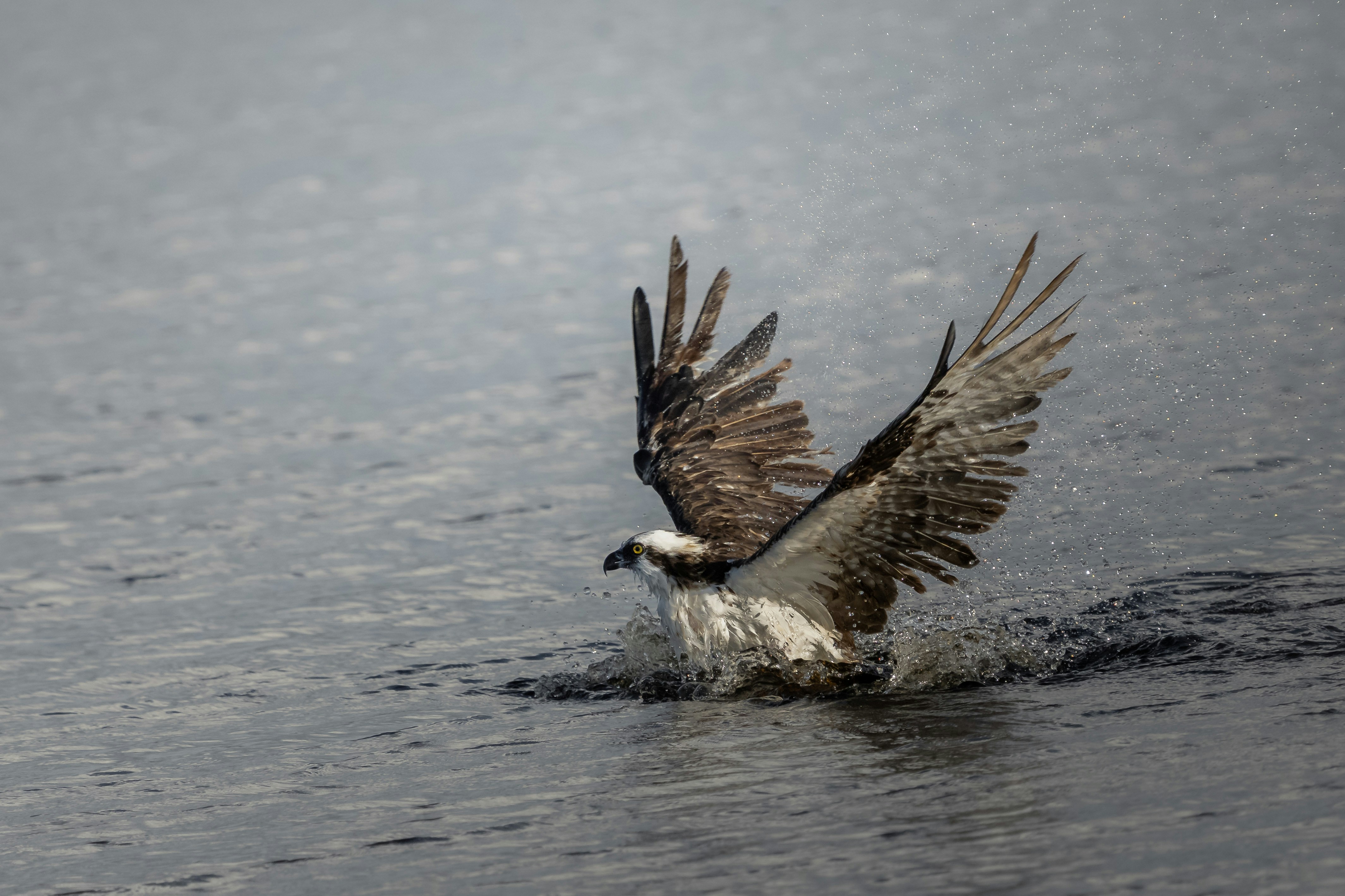 Lenses, Lifers, and the Lunatics Who Chase Fish-Eating Birds Across America