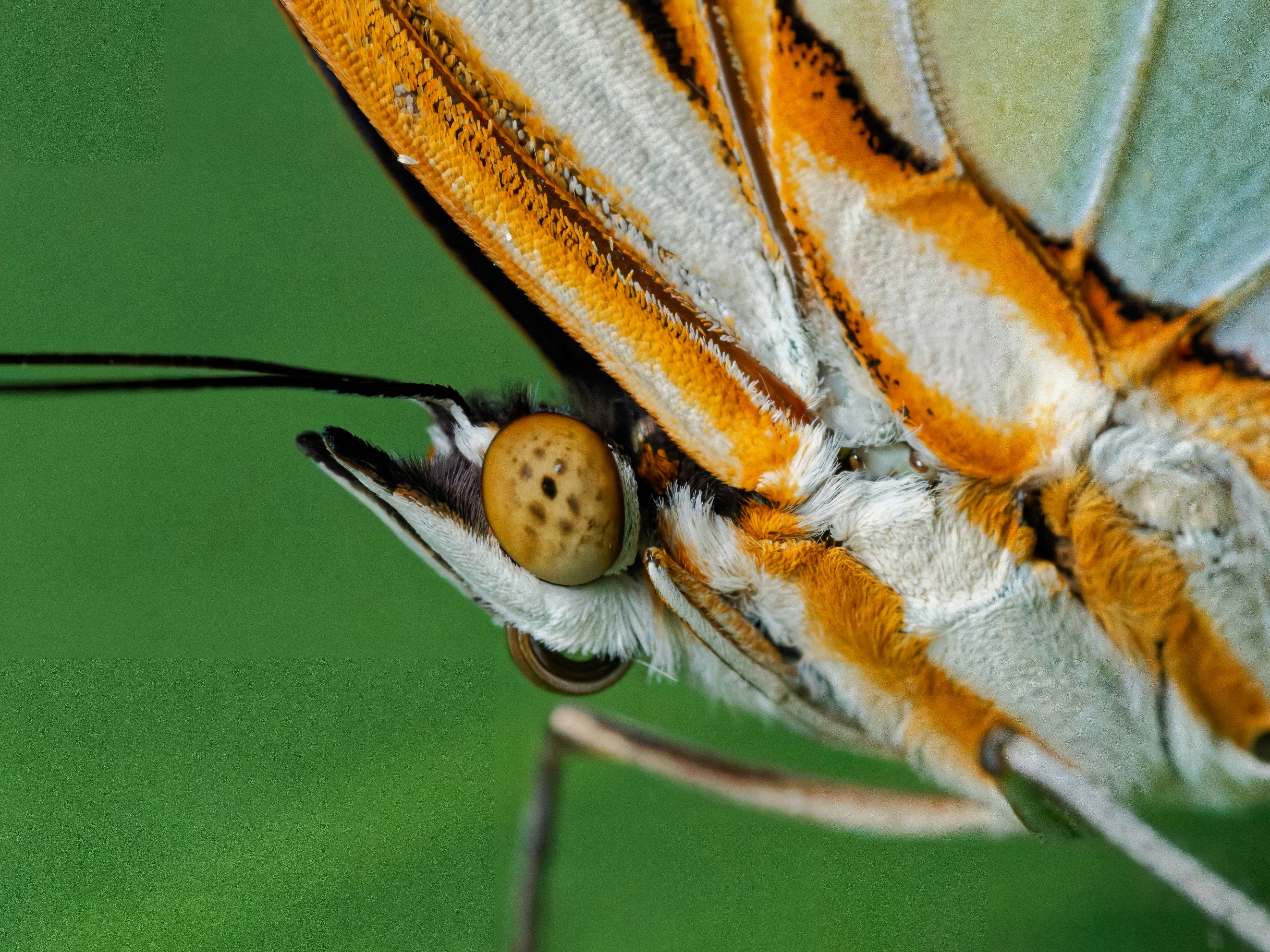 Fotomural Macro view of a butterfly head with orange and white patterned wings