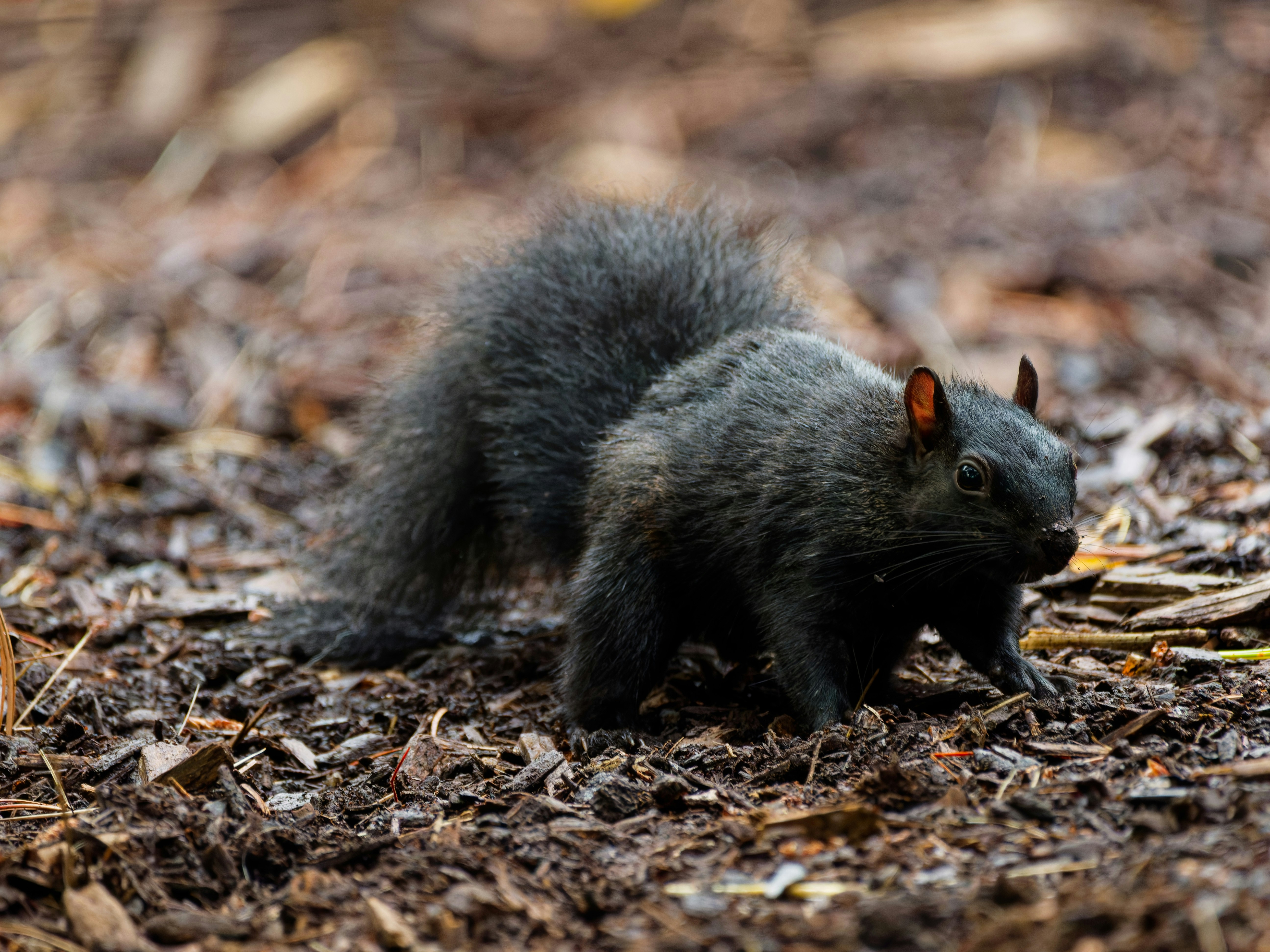 A black squirrel on dark brown wood mulch in a forest