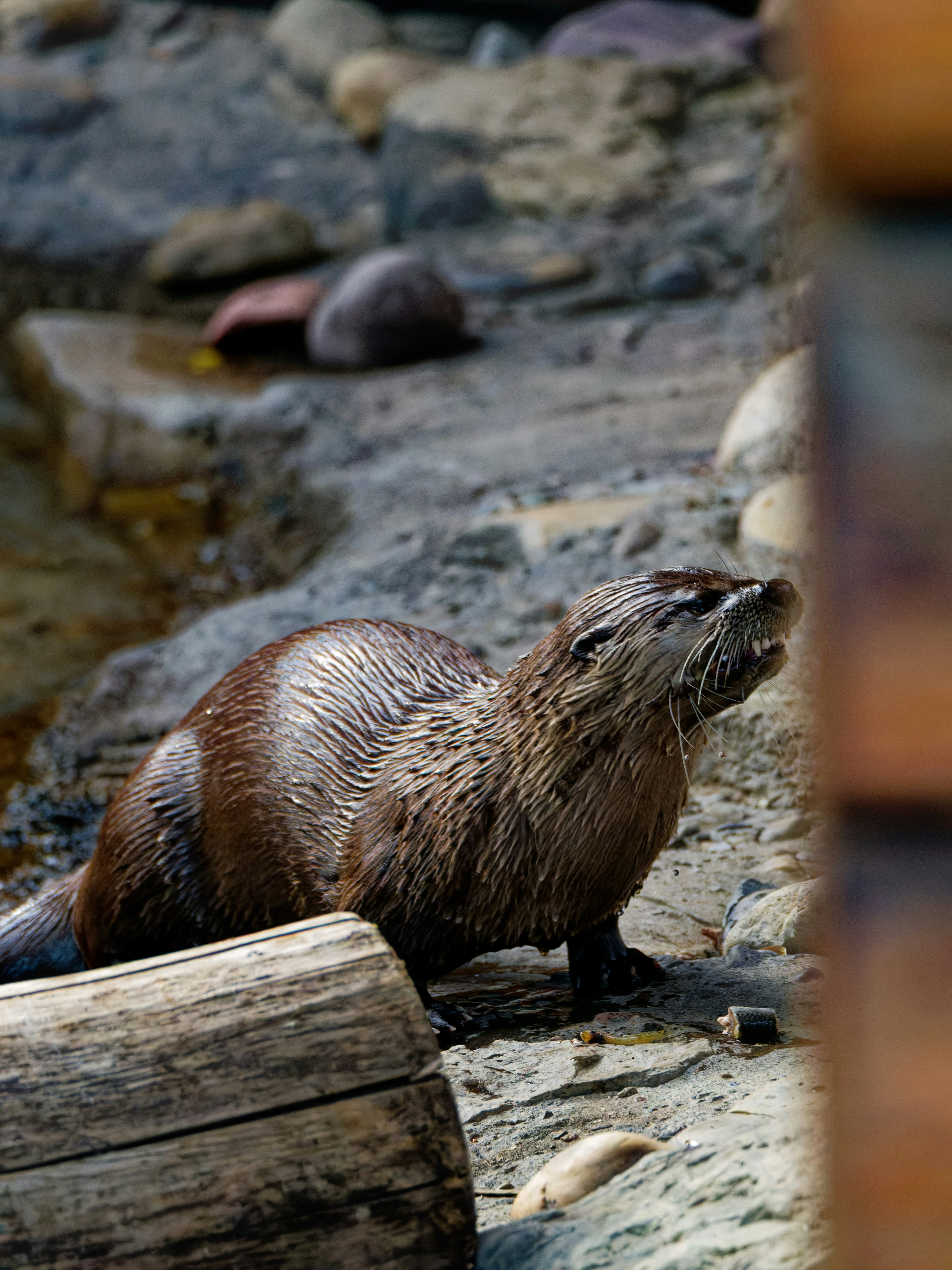 A wet river otter on a rocky bank with a wooden log nearby
