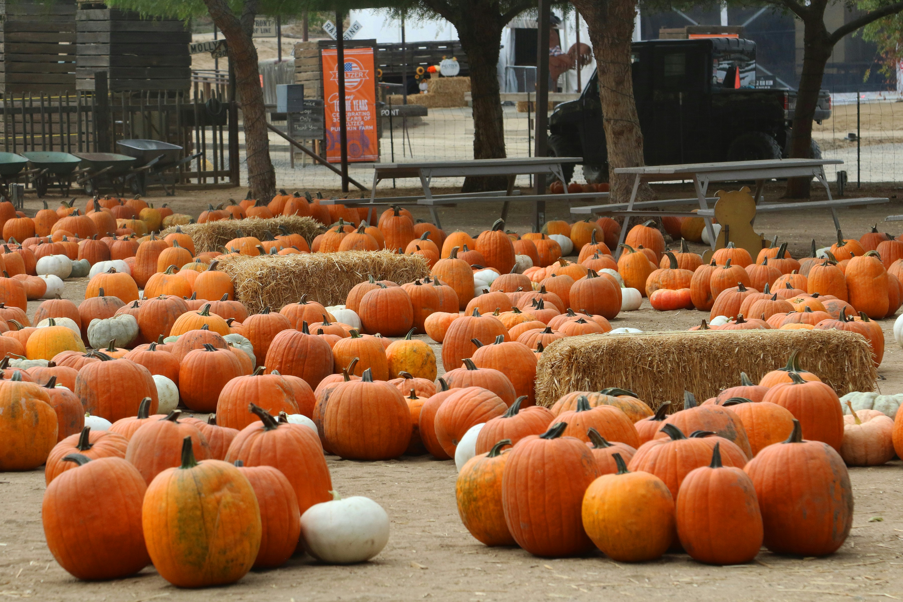Many orange pumpkins scattered on a dirt field with hay bales and trees
