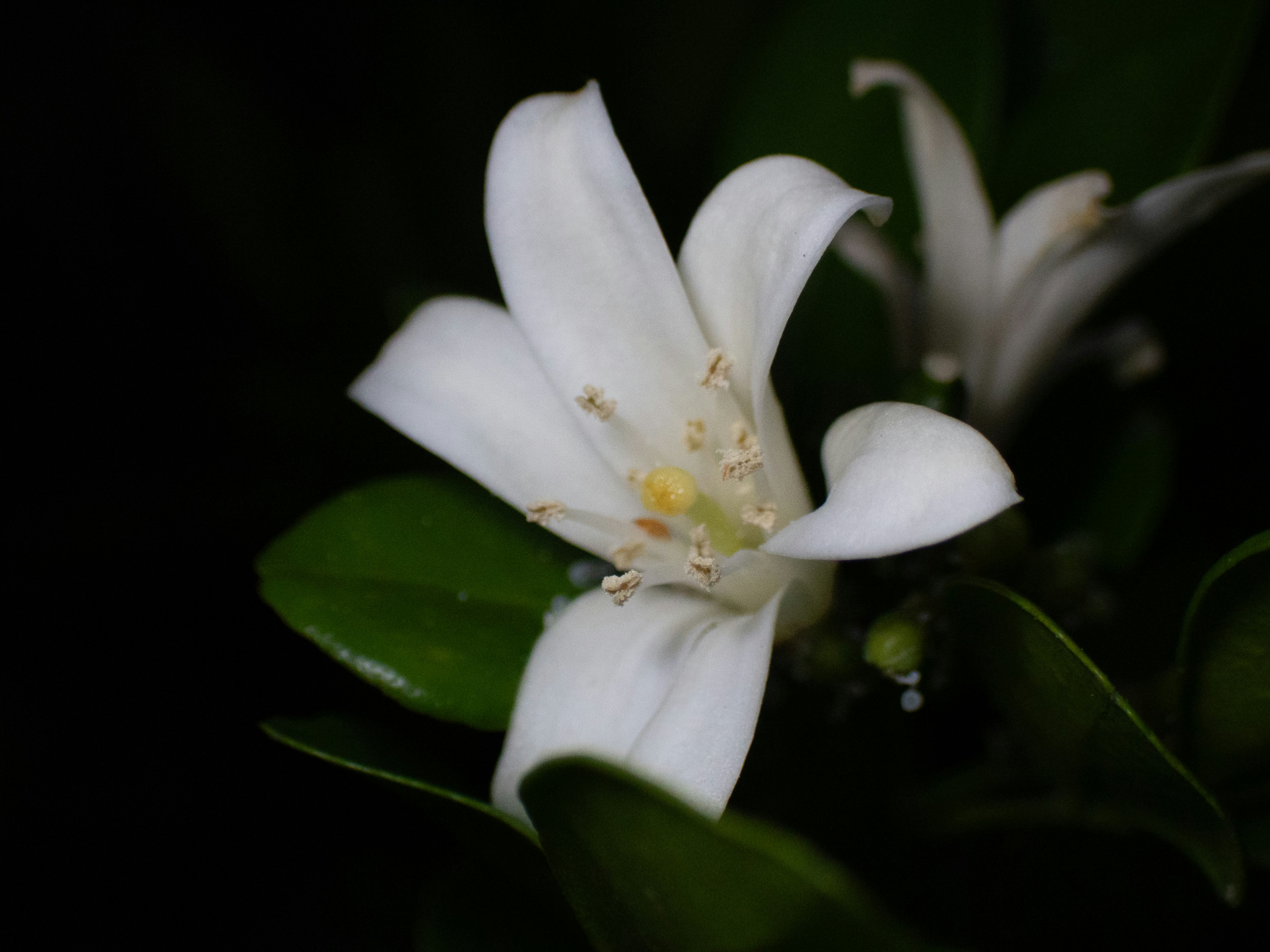A white orange jasmine flower with green leaves against a dark background