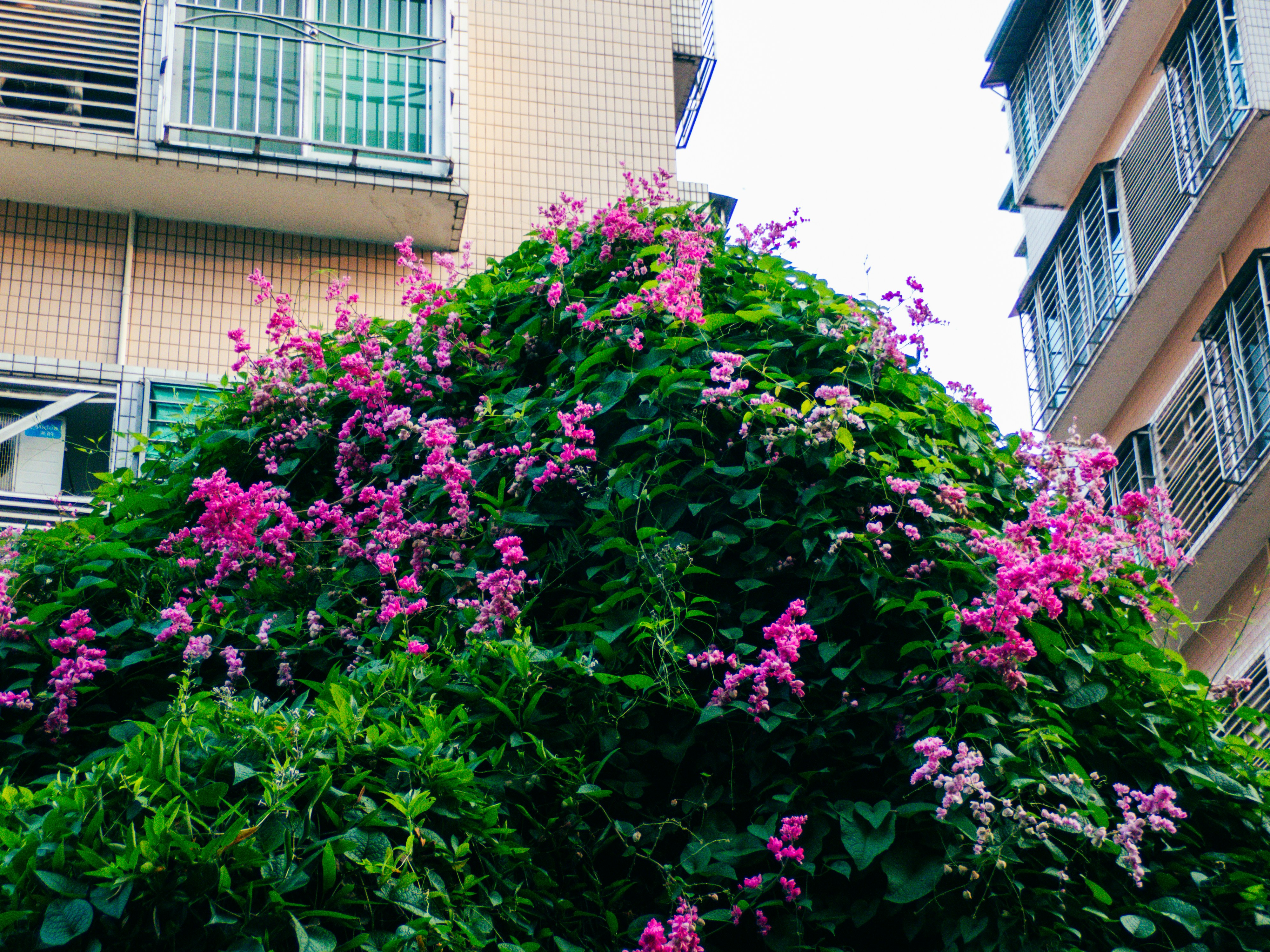 A dense bush with vibrant pink flowers between two tall apartment buildings