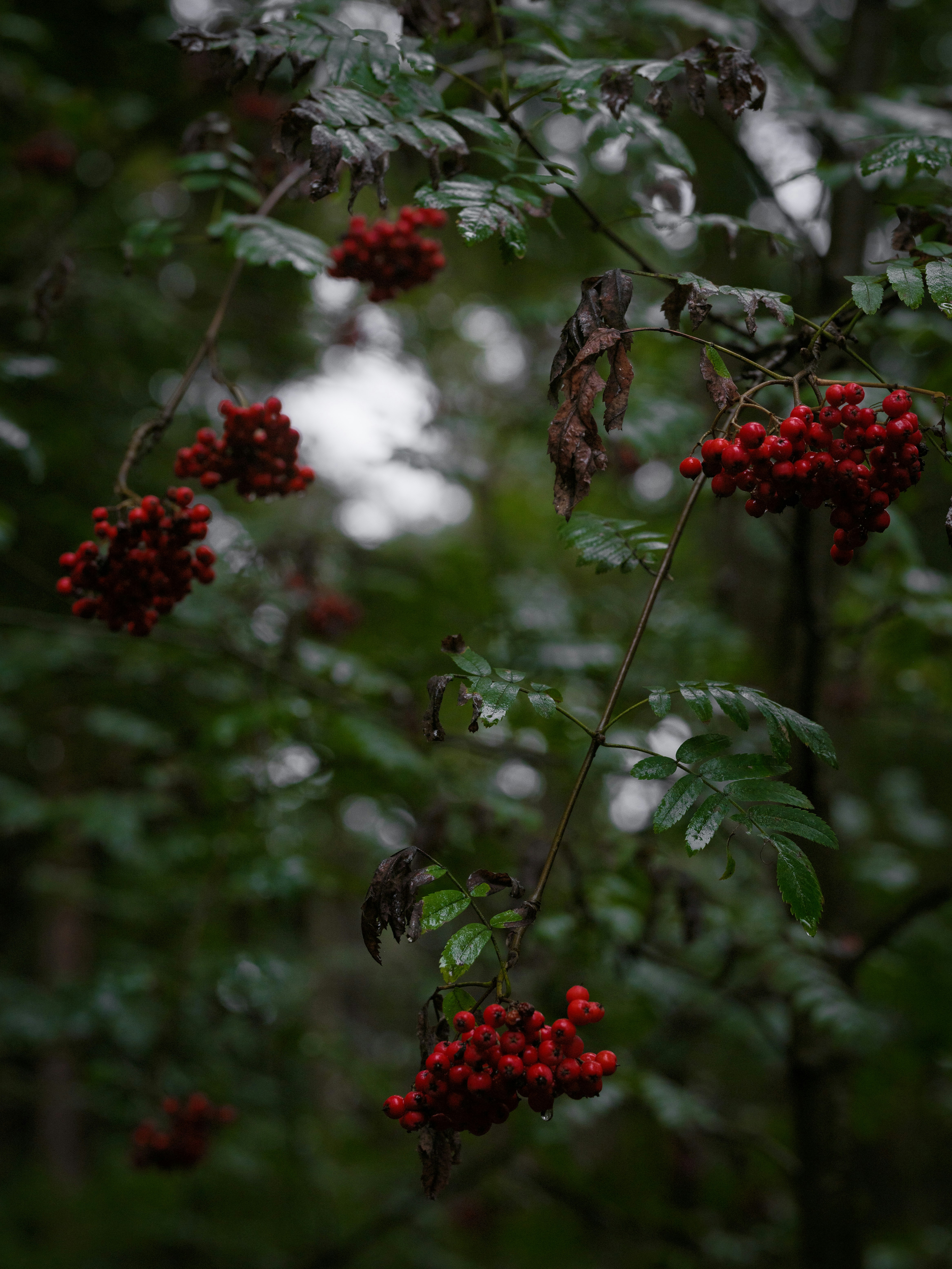 Clusters of bright red rowan berries hanging from branches with dark green leaves