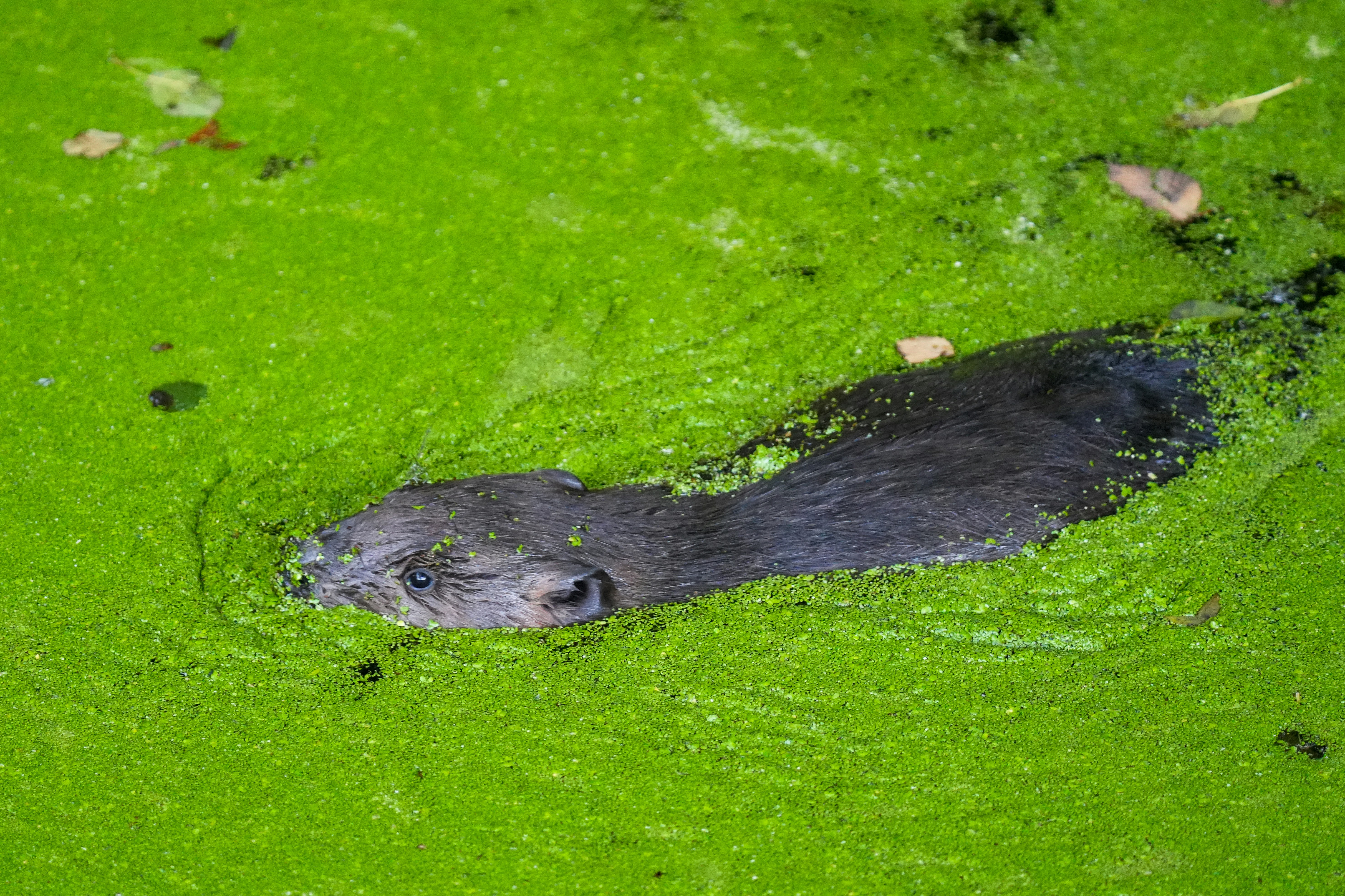 Um castor nadando por um lago coberto de lentilha de água verde brilhante