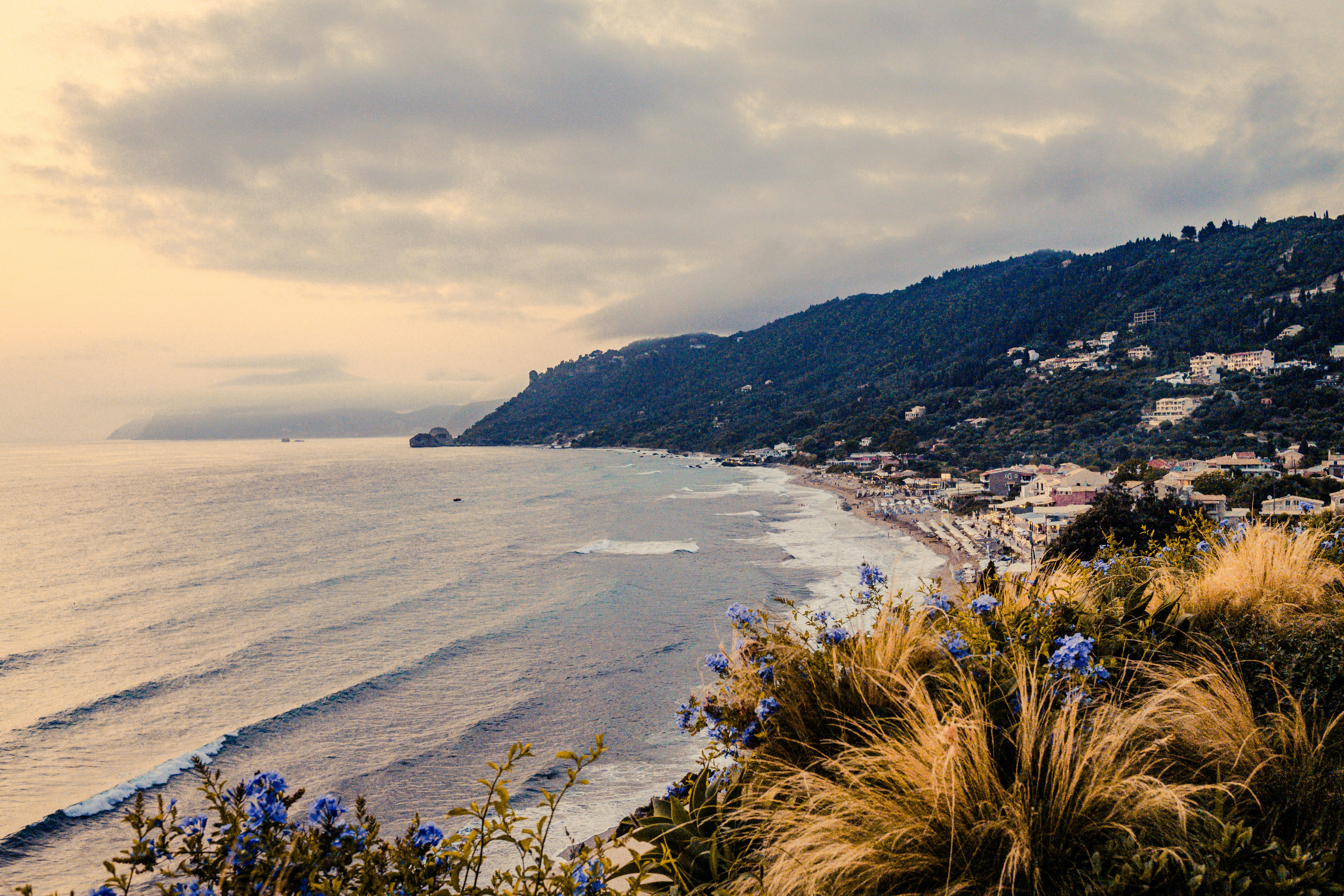 A coastal view with blue flowers and tall grass overlooking a sandy beach