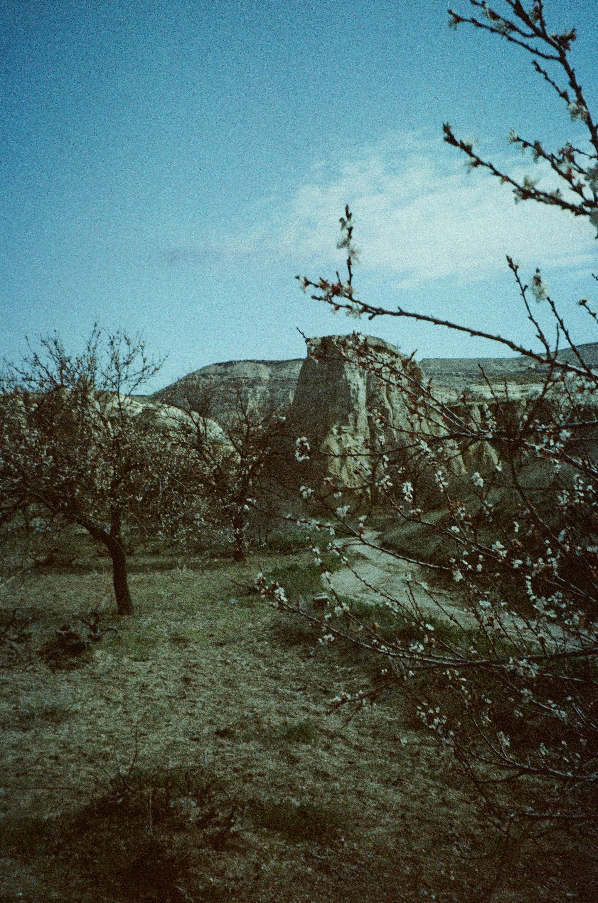 Flowering trees in a rocky landscape with a dirt path under a blue sky