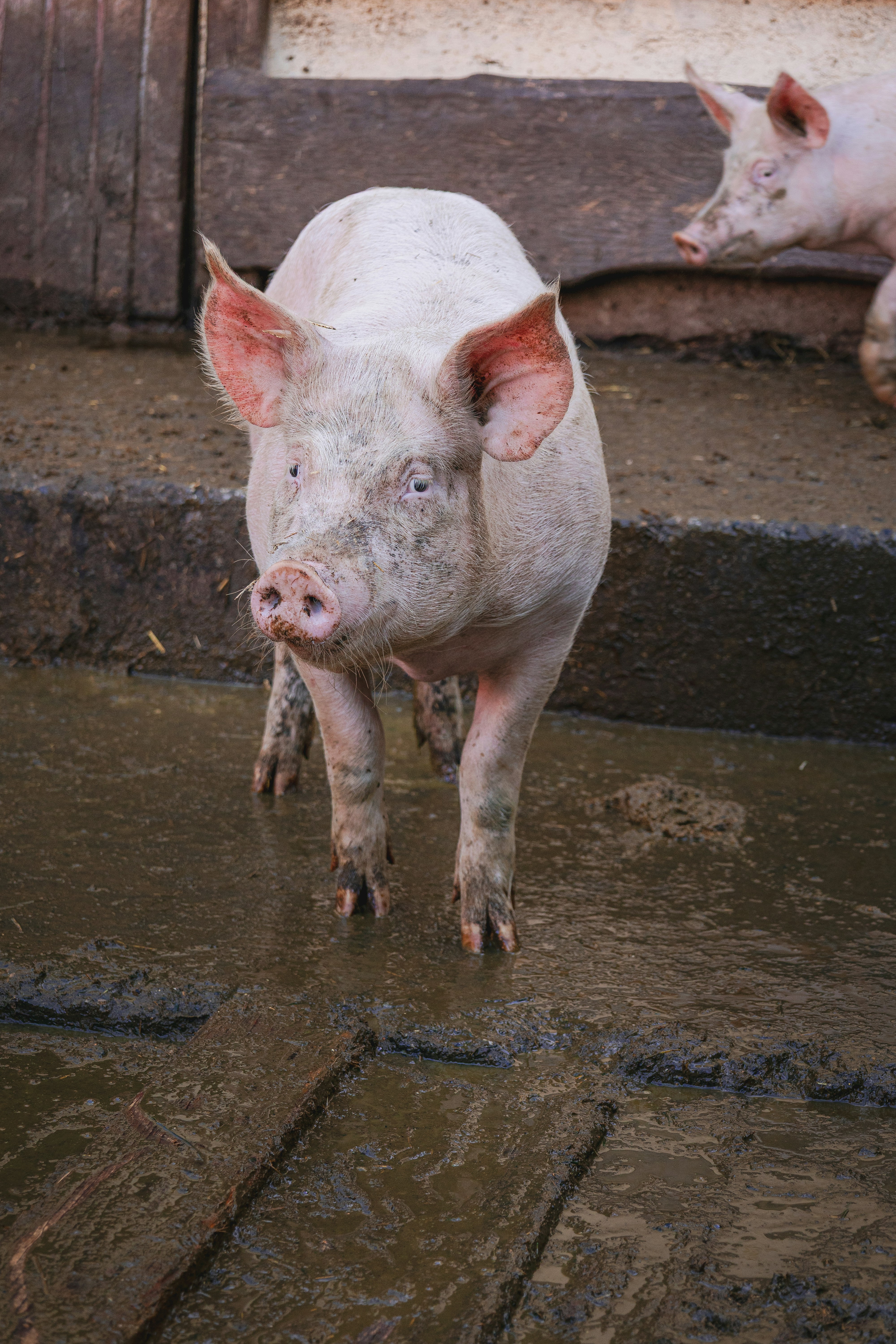 A muddy pig in a pen with another pig in the background