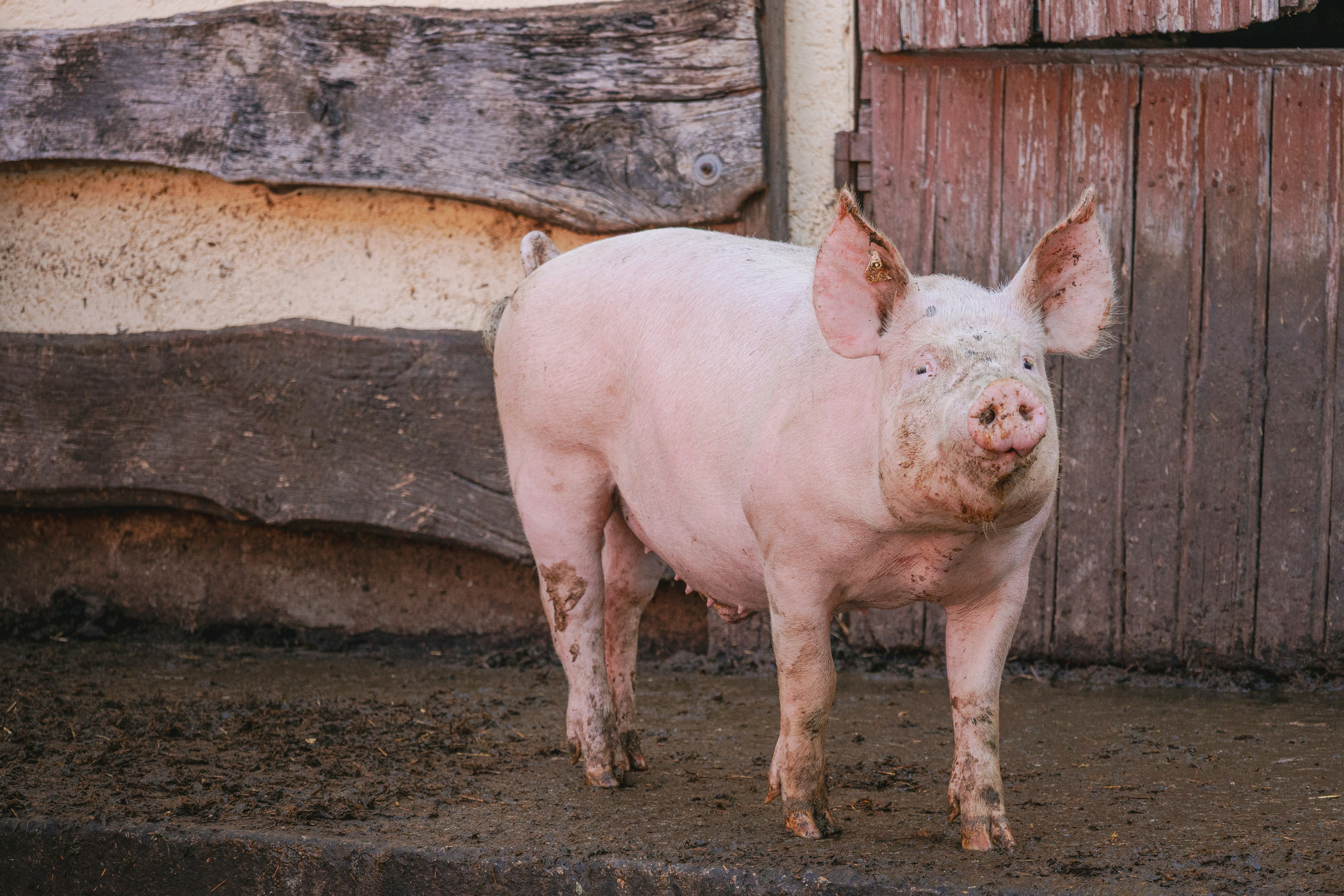 A pink pig with muddy legs standing in front of a wooden barn door