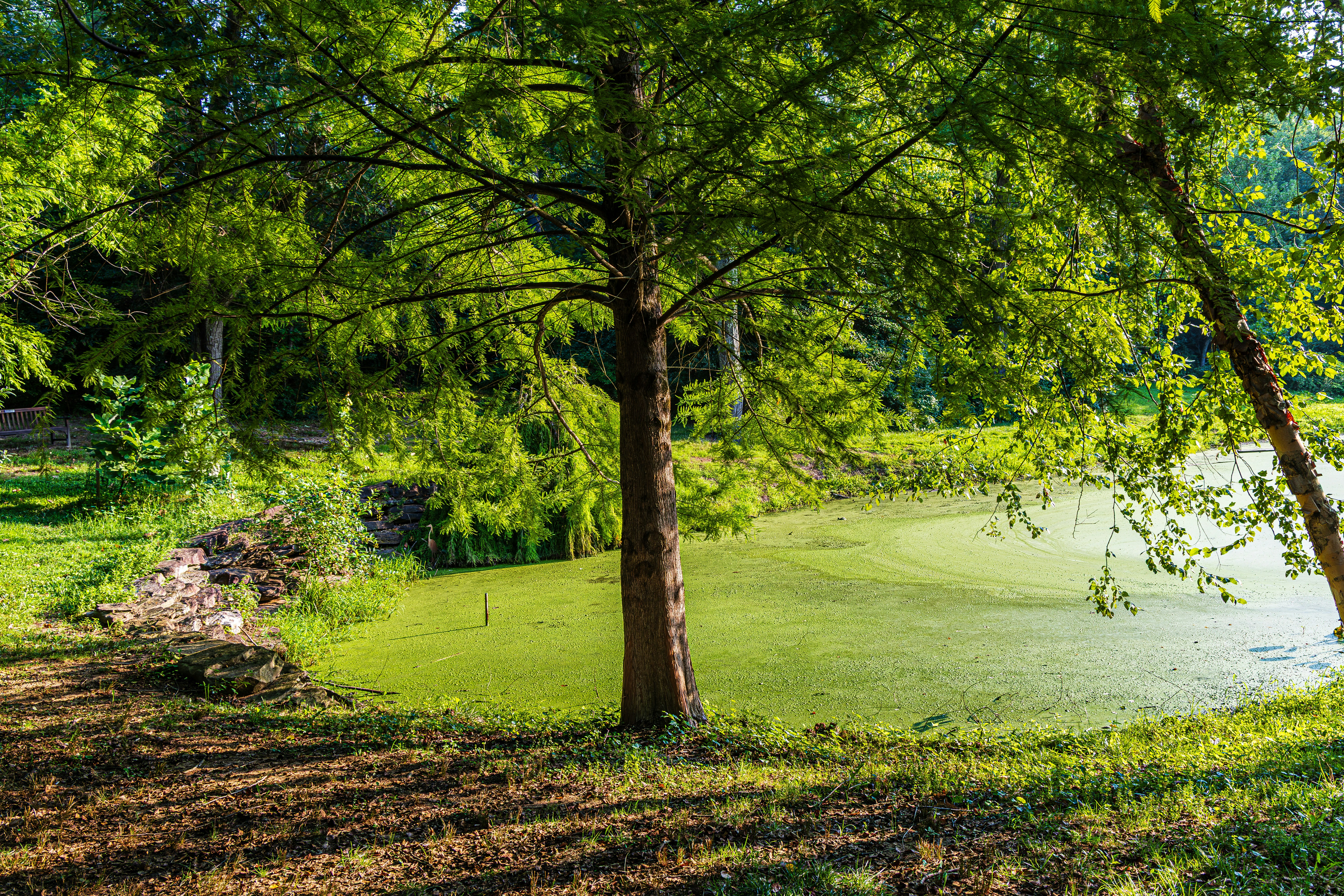 A tree with green foliage beside a pond covered in green algae