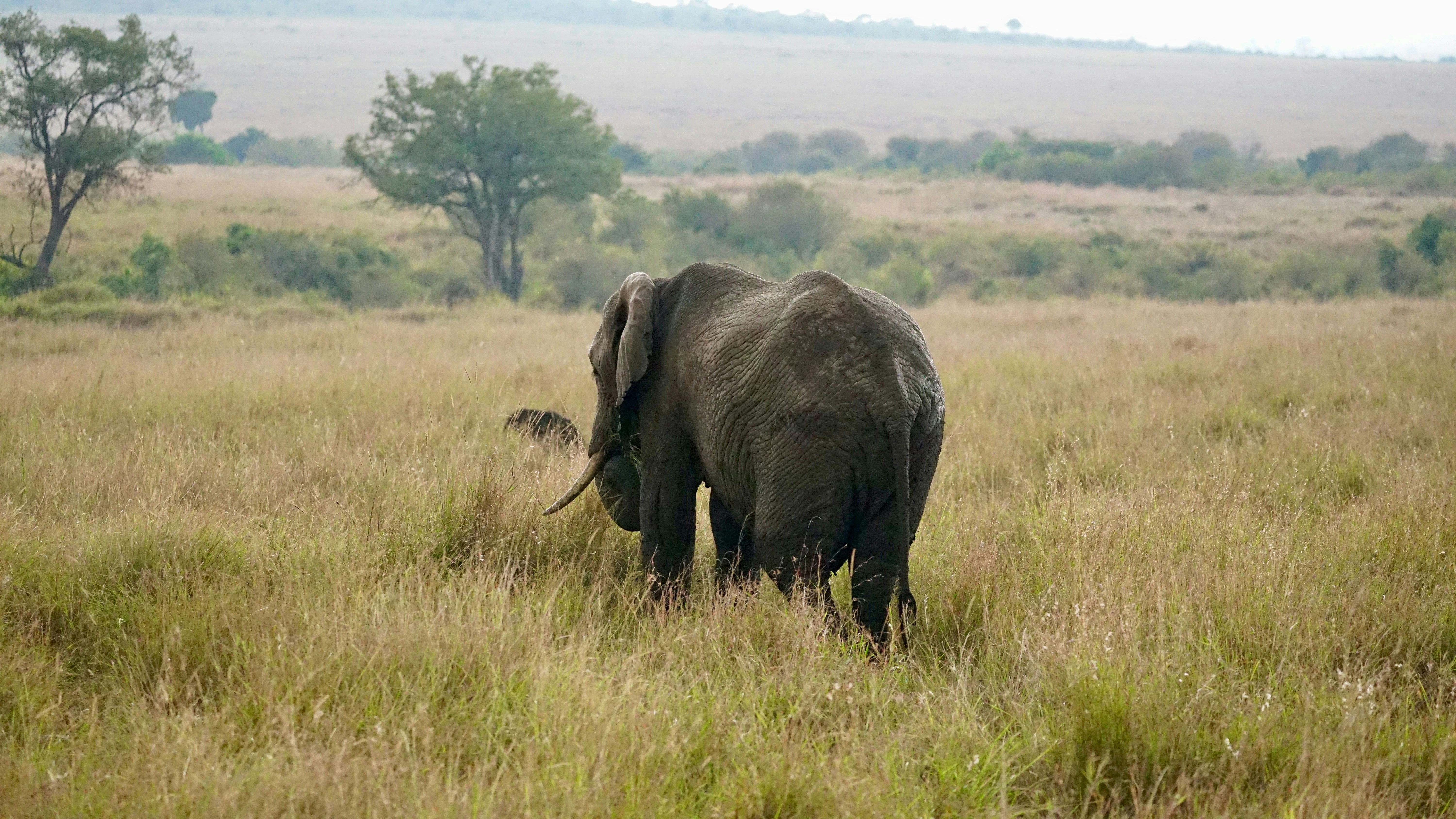 An African elephant walking through tall dry grass in a vast savanna