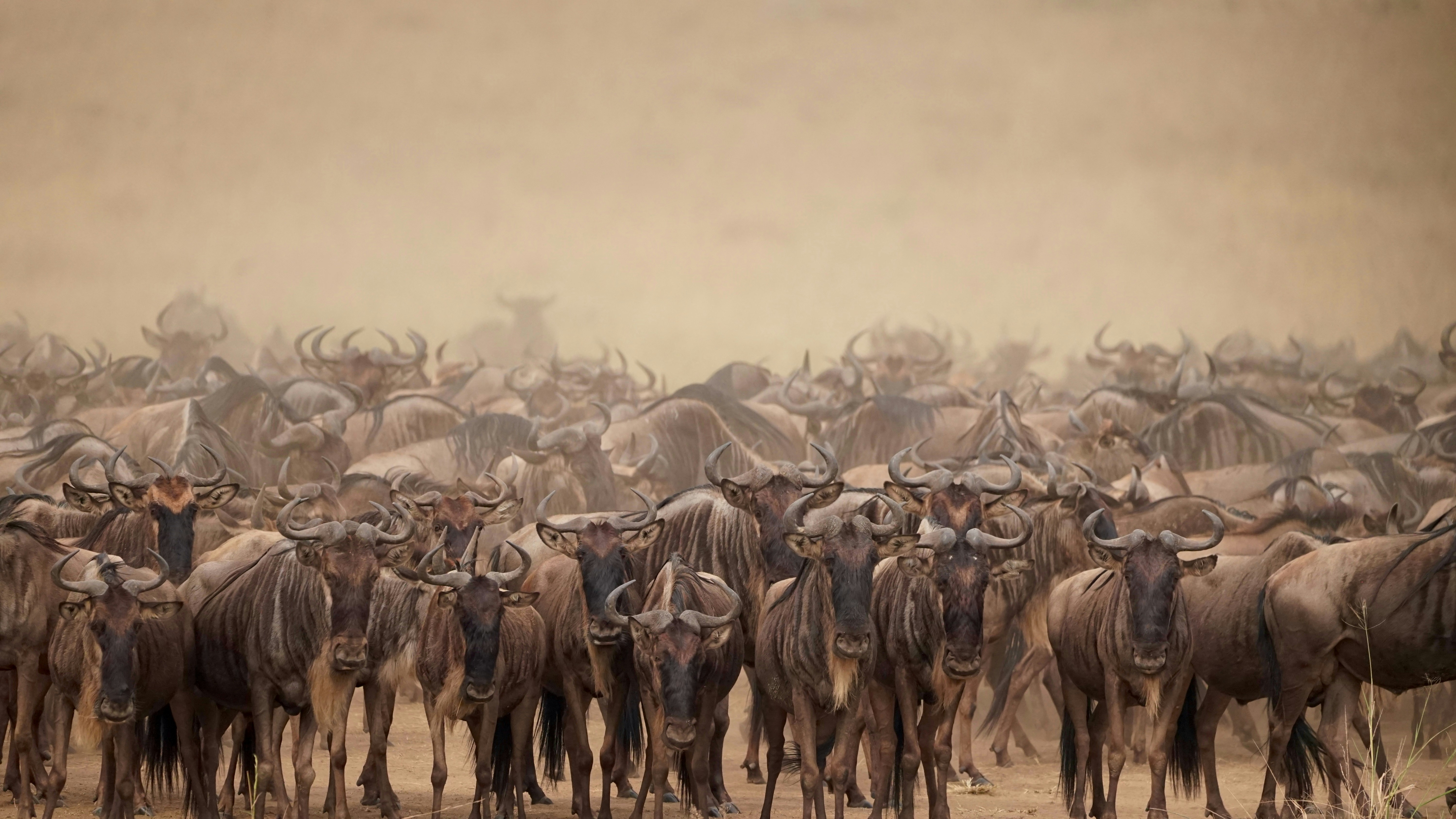 A large herd of wildebeest standing in a dusty, dry savanna landscape