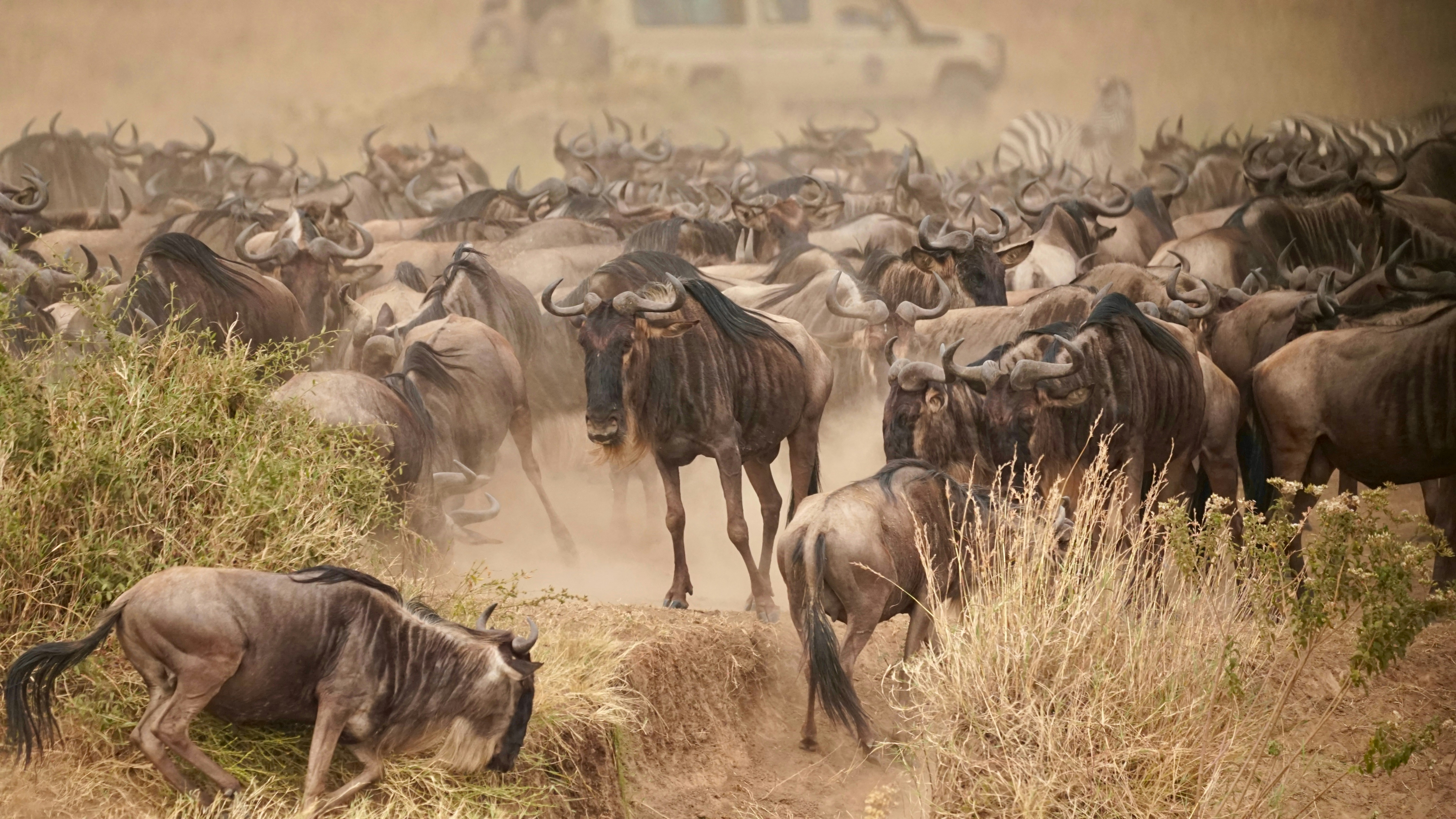 A large herd of wildebeest kicking up dust in a dry grassy savanna