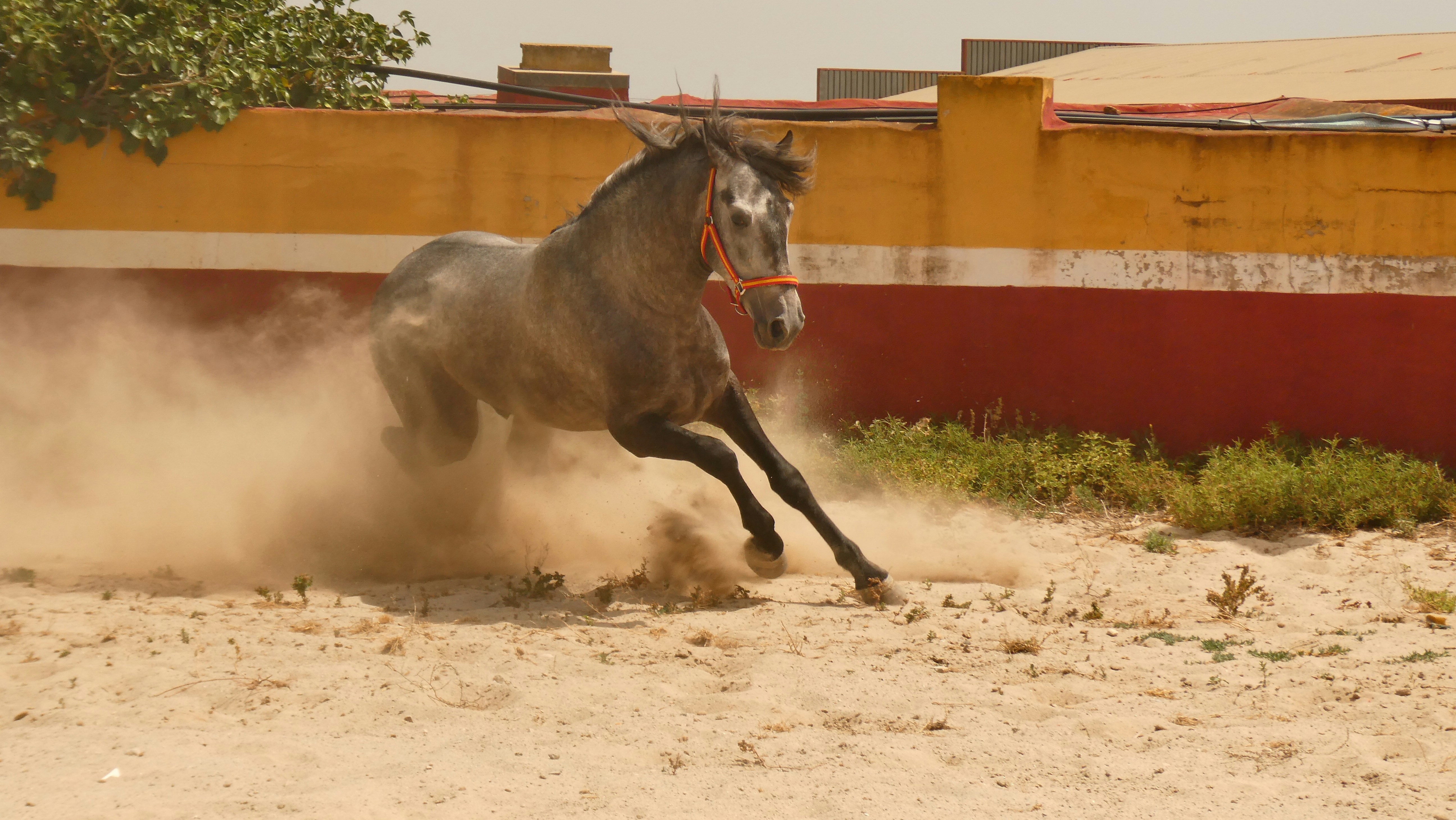Fotomural A grey horse galloping through sand in front of a yellow and red wall