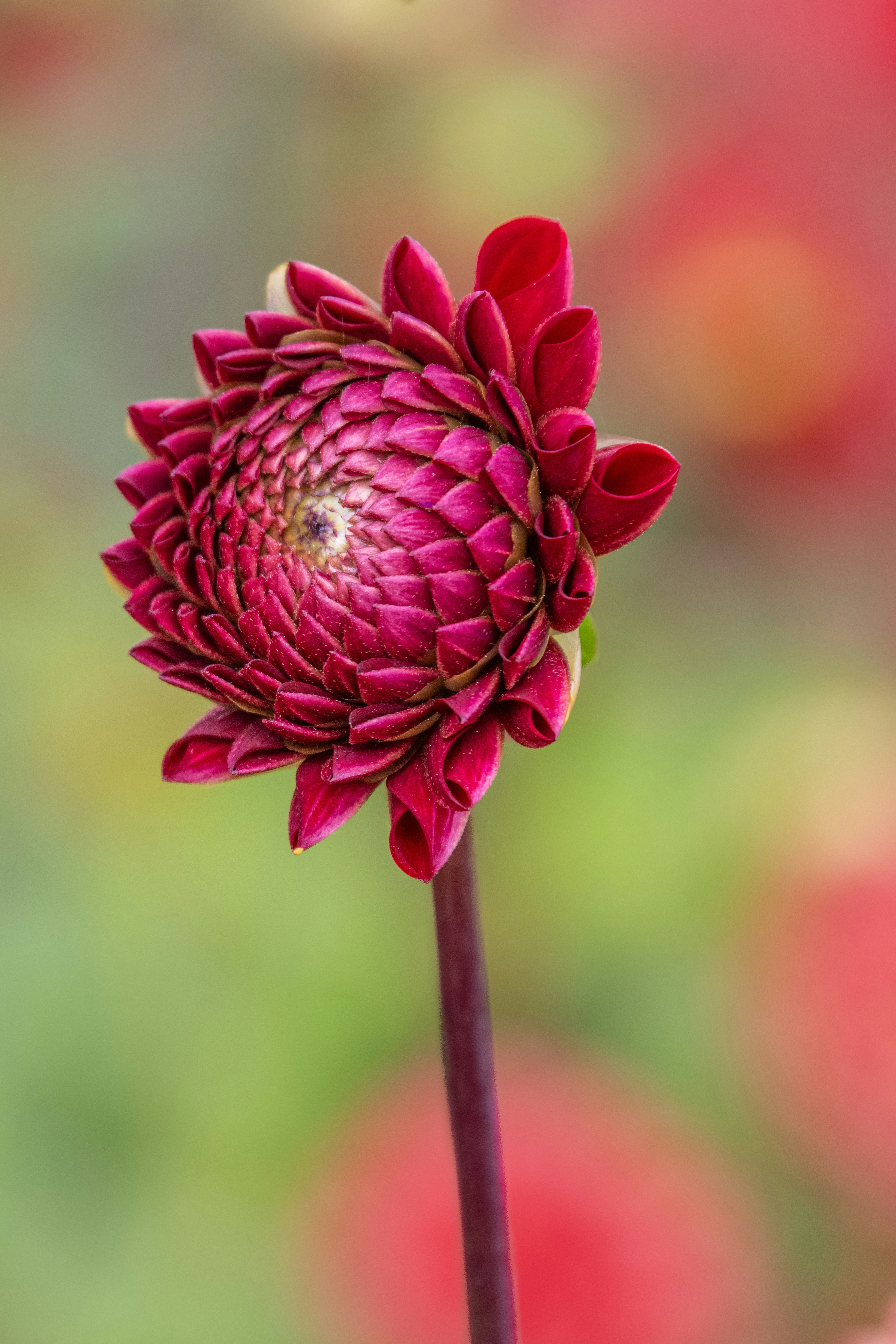 A deep magenta dahlia flower with tightly layered petals on a thin stem