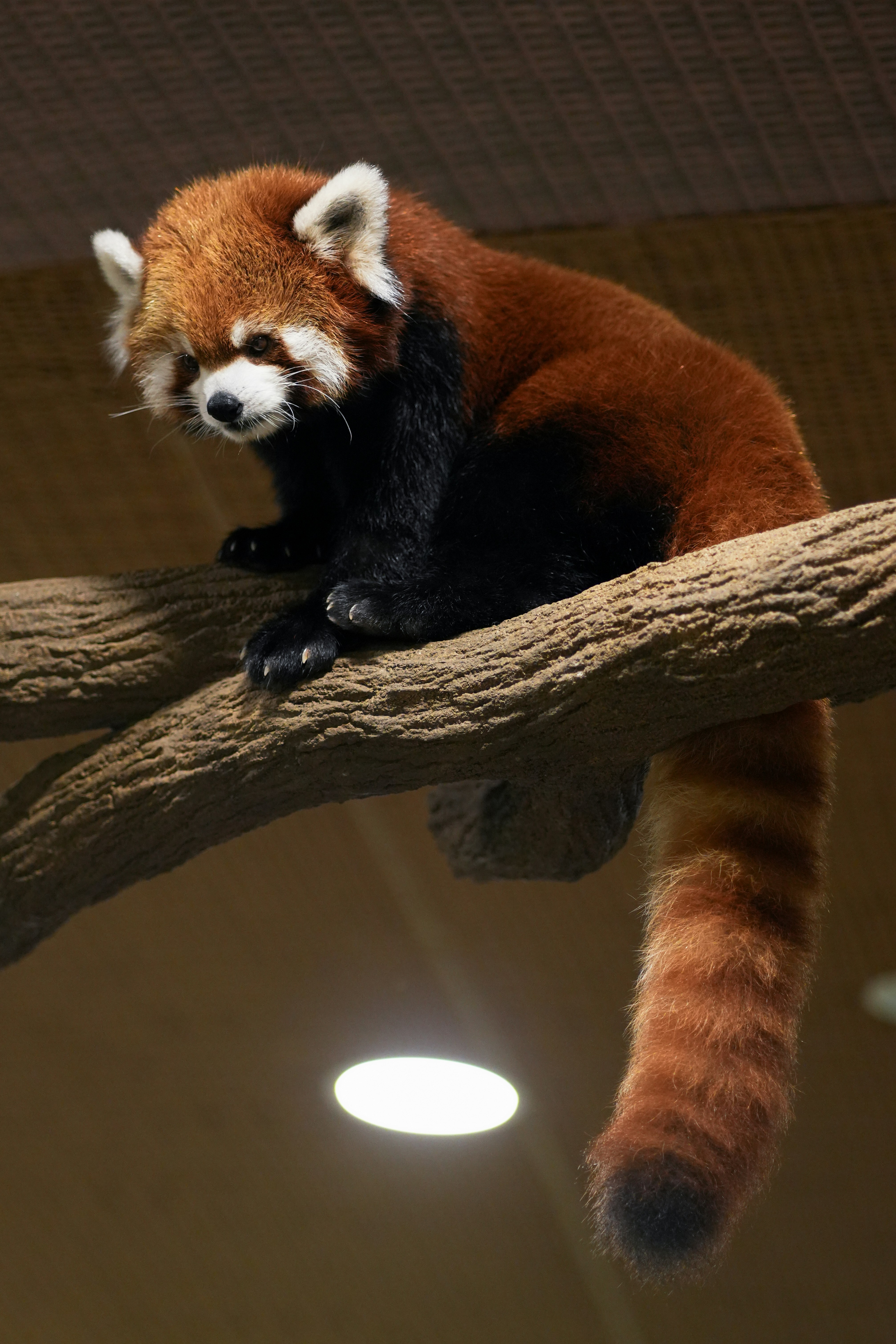 Red panda on tree branch - Free Photo on Unsplash