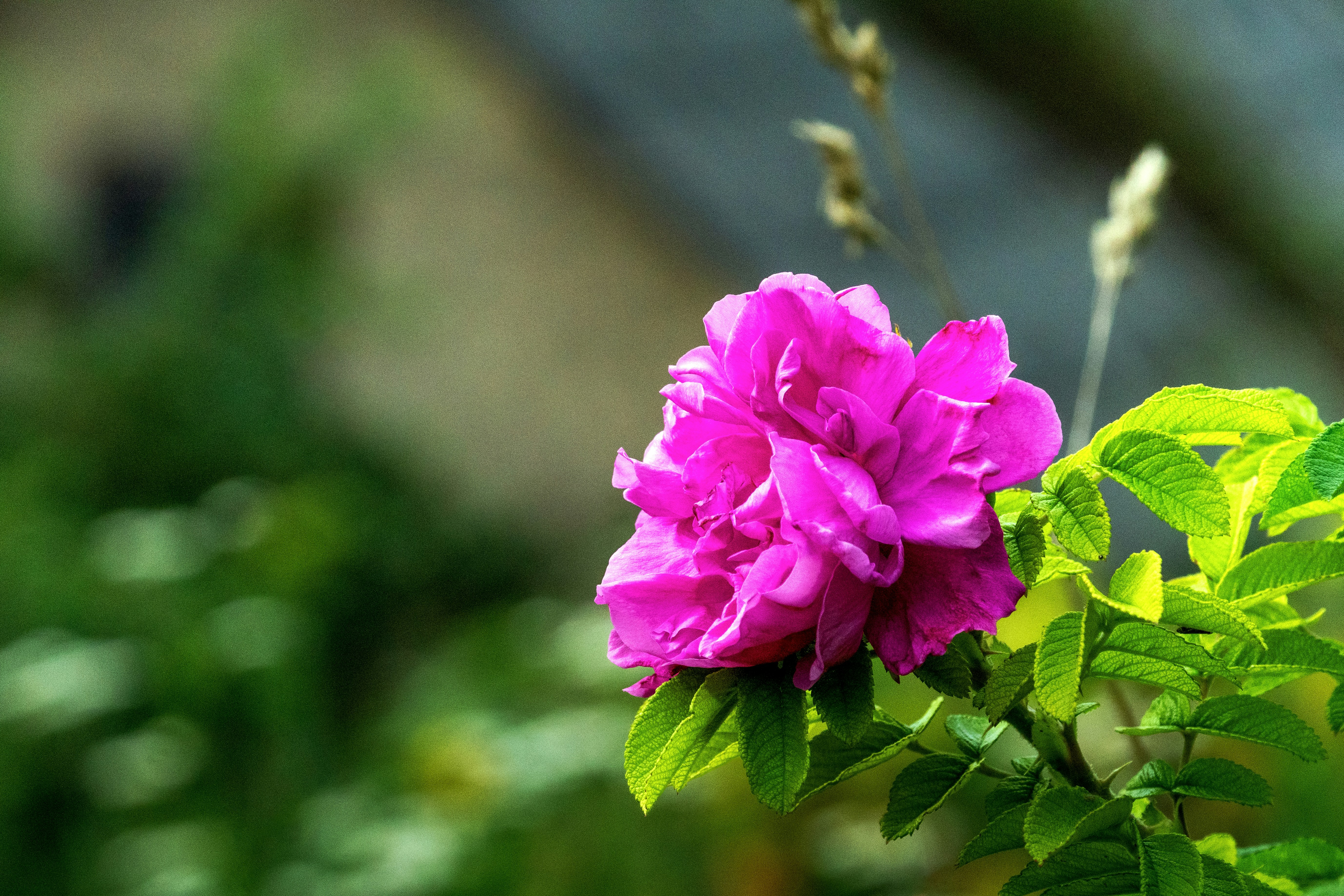 A vibrant magenta rugosa rose bloom with green leaves against a blurred background