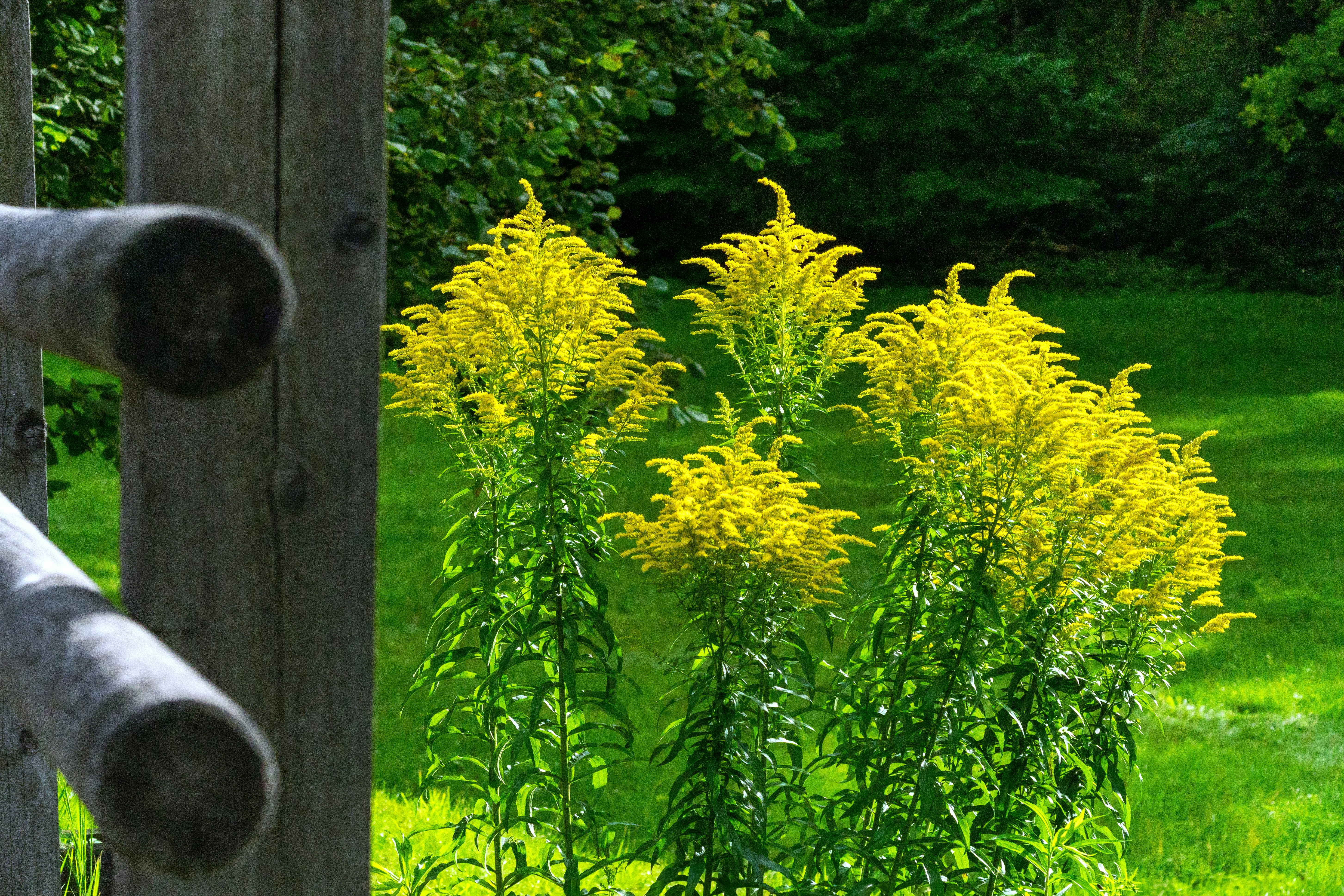 Bright yellow goldenrod flowers blooming in a green meadow beside a wooden fence