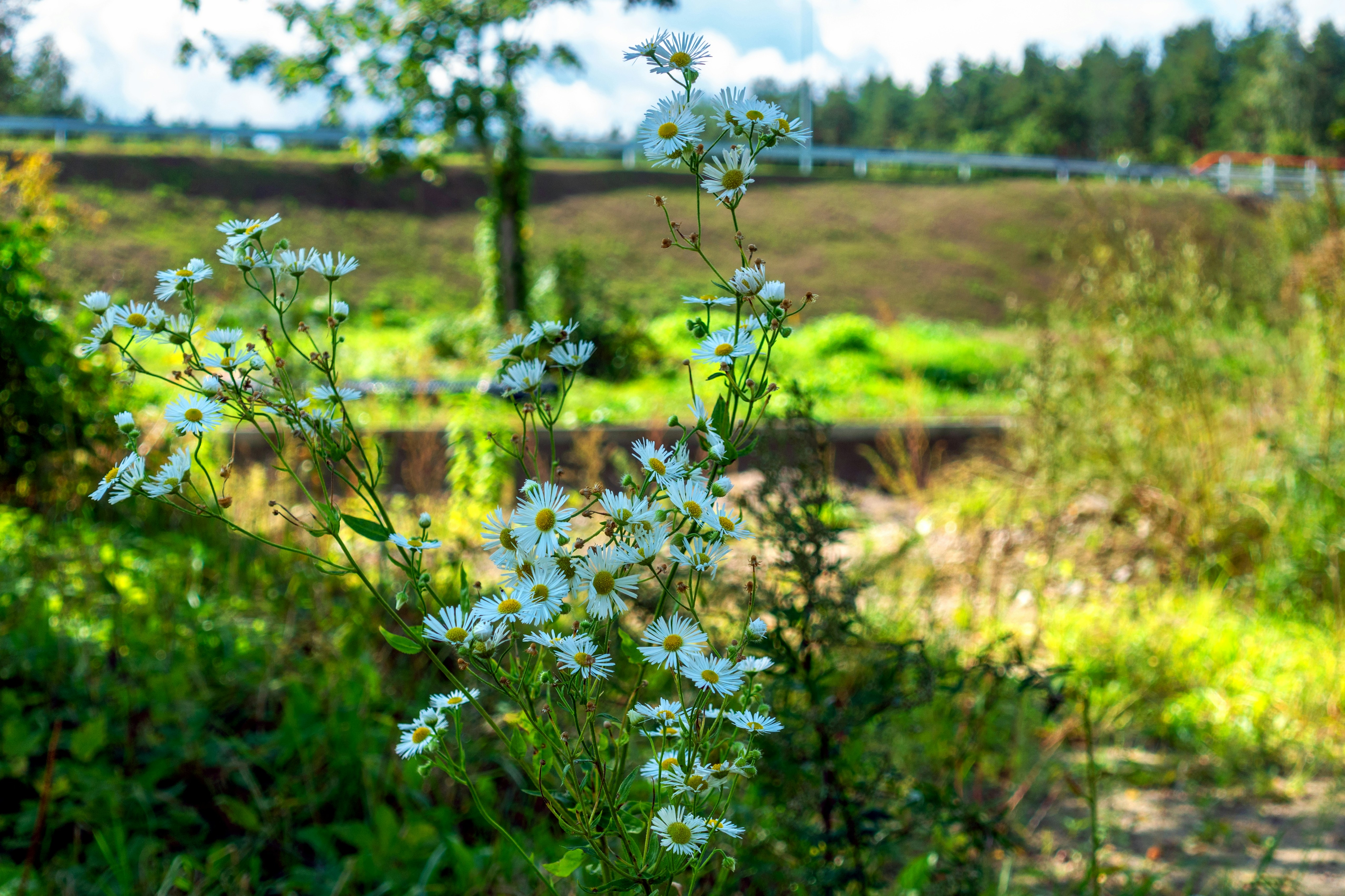 White daisy flowers with yellow centers blooming in a sunlit grassy field