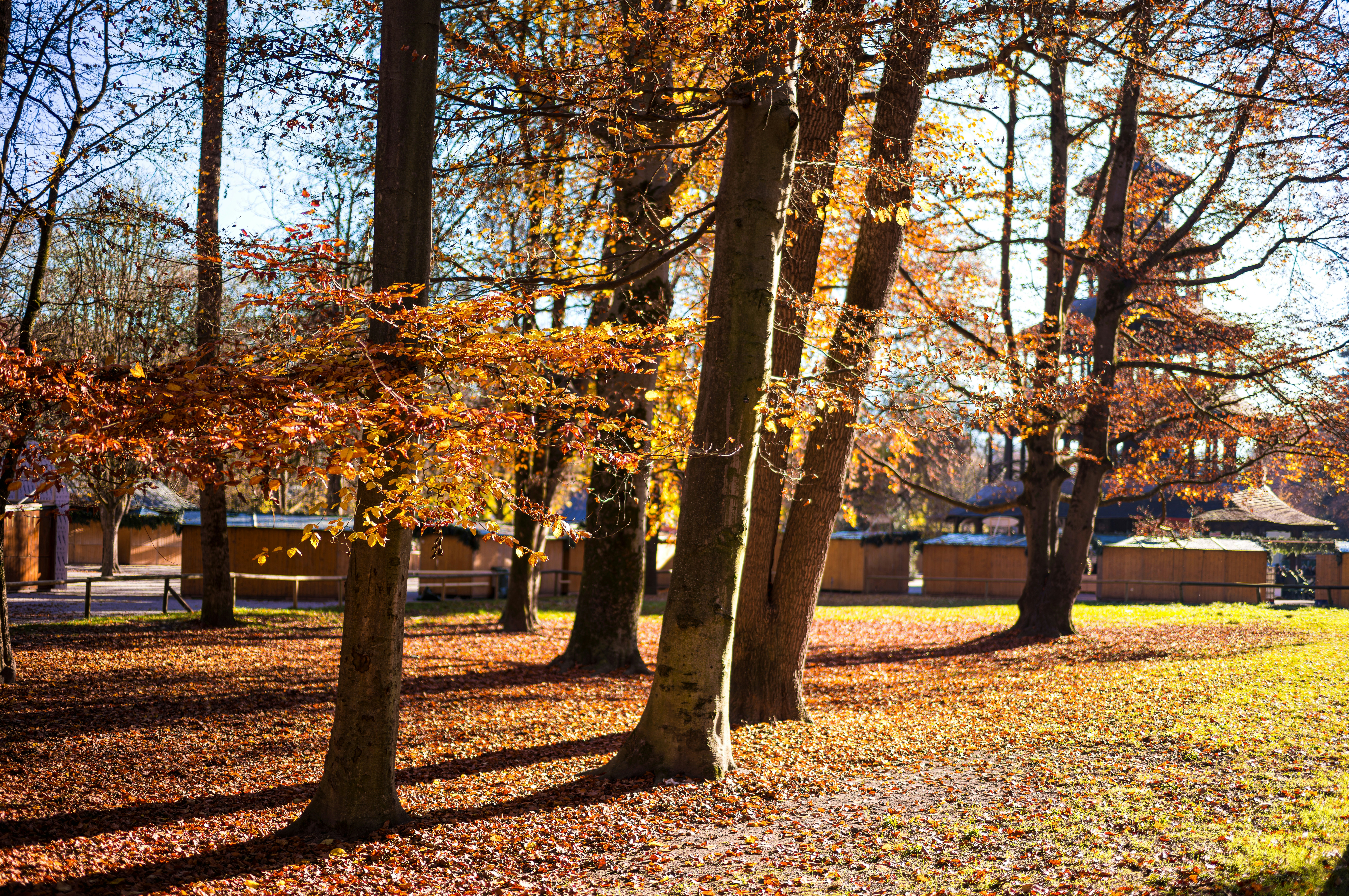 Autumn trees with orange leaves in a park with wooden market stalls