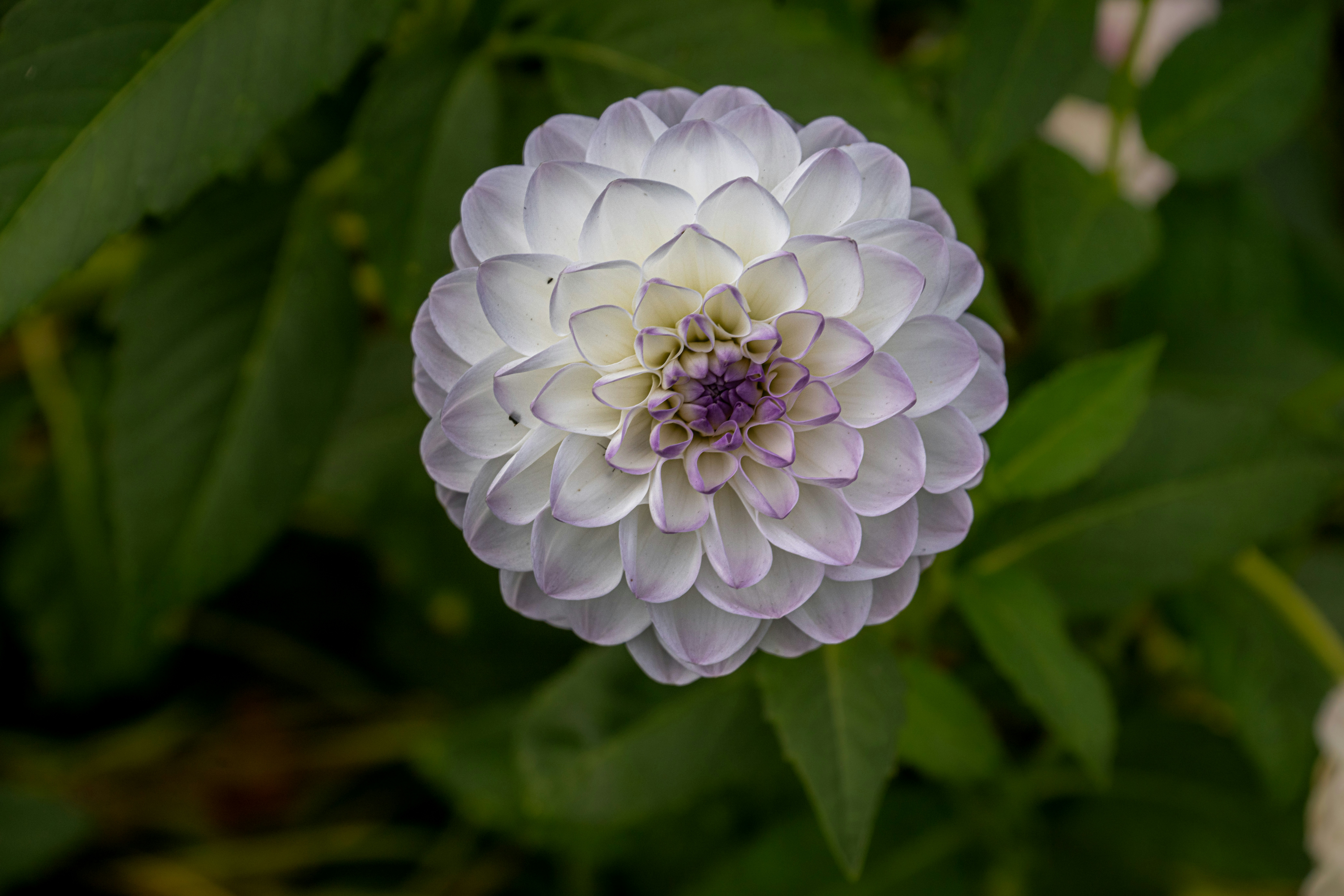 A white dahlia flower with purple-tipped petals against a background of green leaves