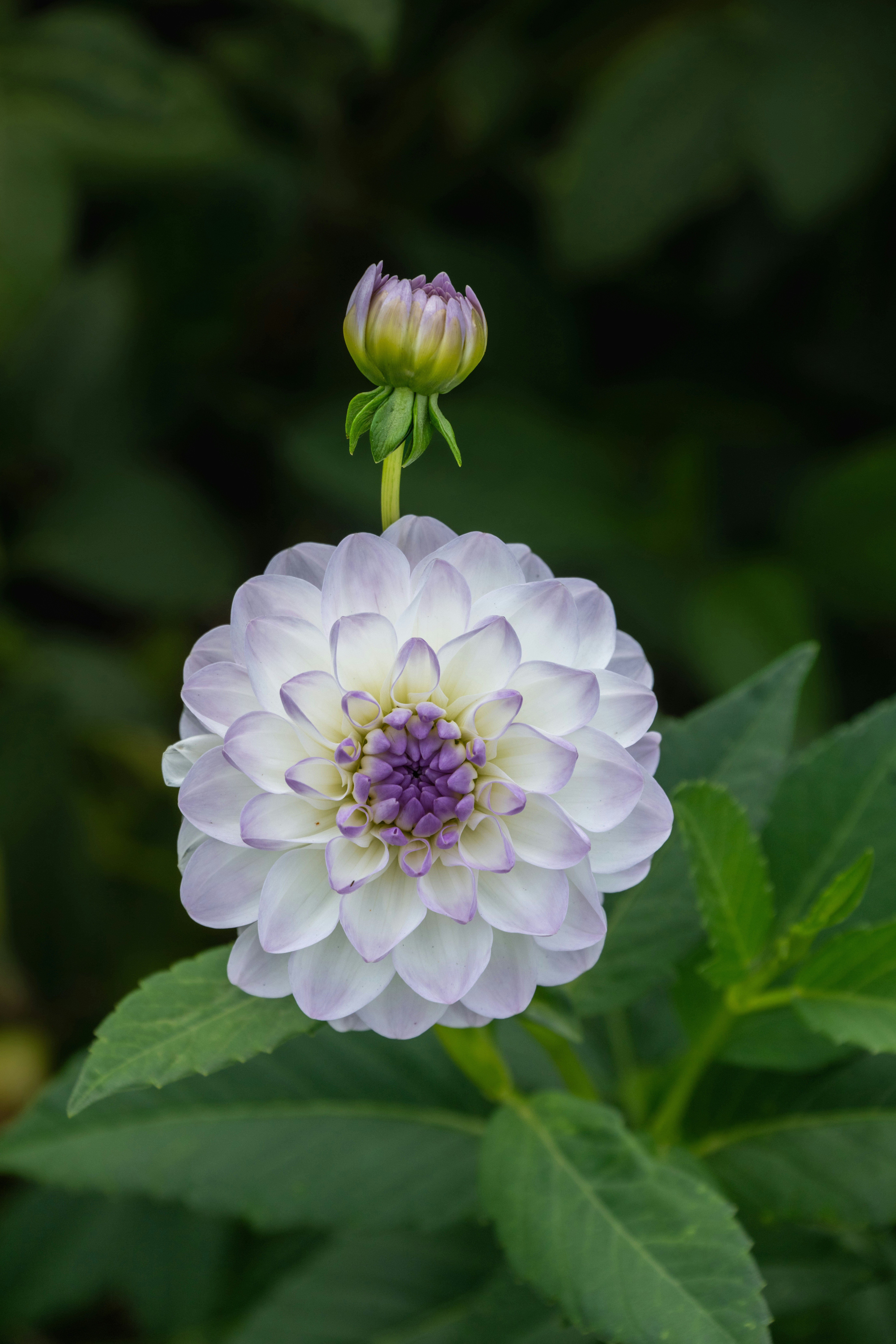A white and purple dahlia flower with a small bud above it