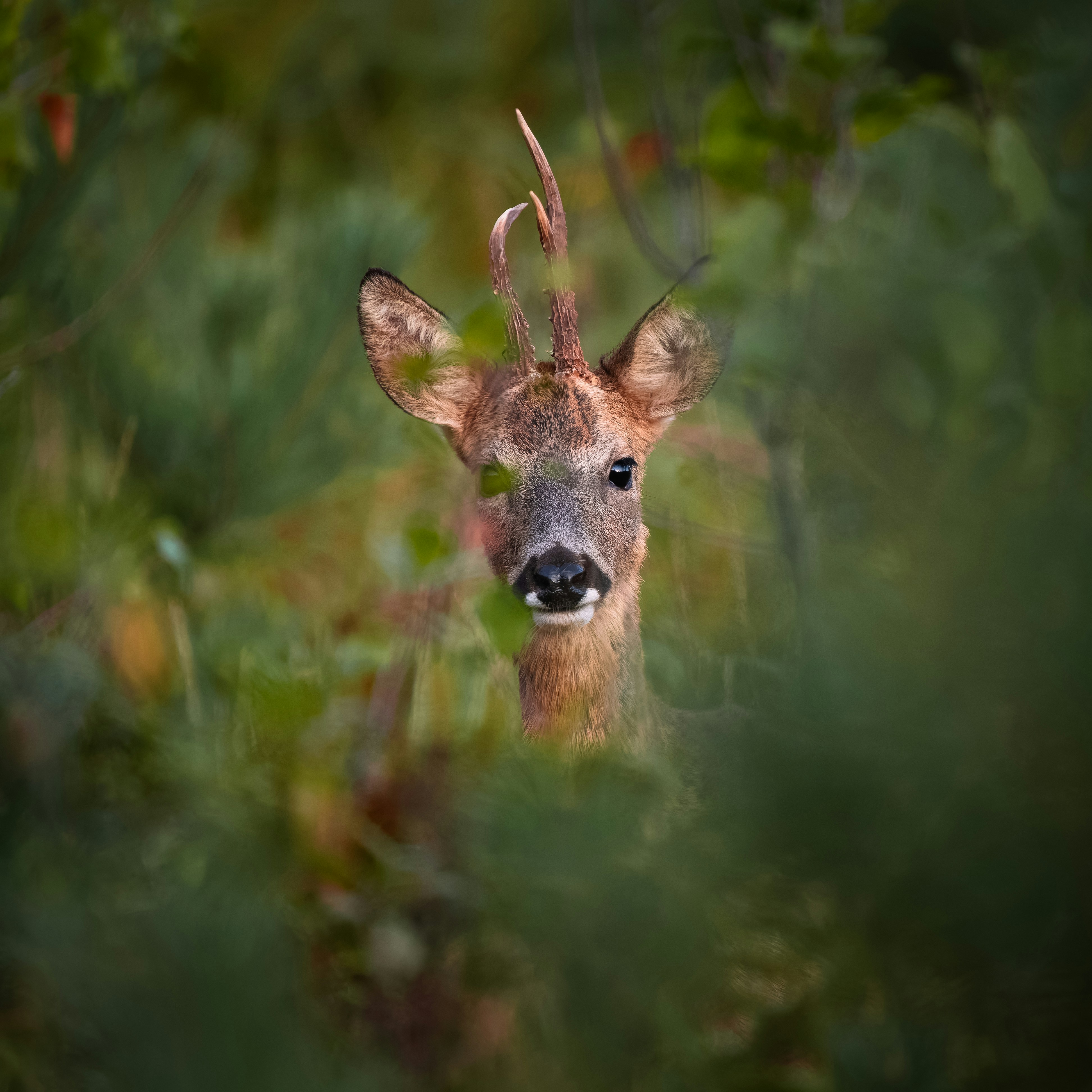 A roe deer with small antlers peering through dense green foliage